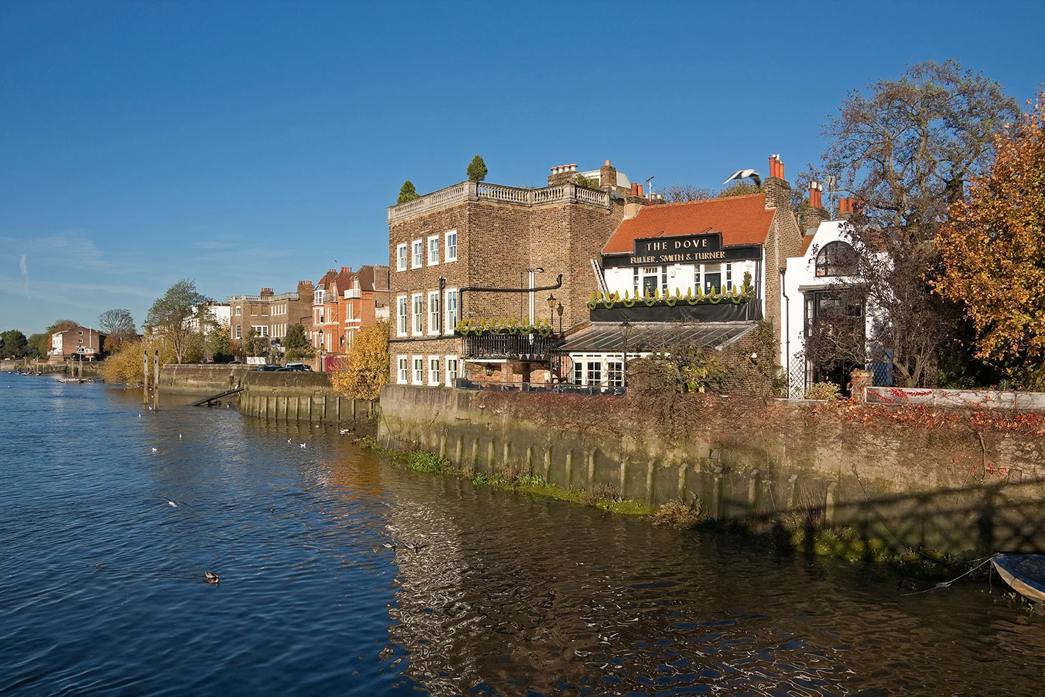 Wild about Hammersmith & Brook Green — WILD LONDON