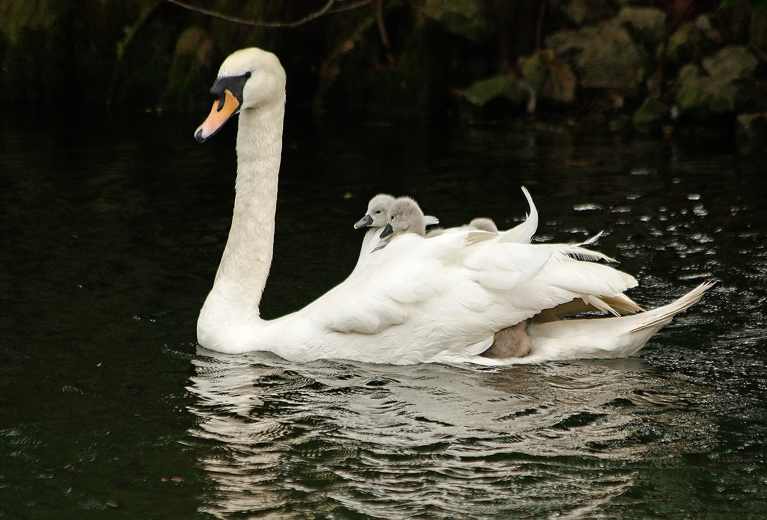 May 2011 139 R.jpg