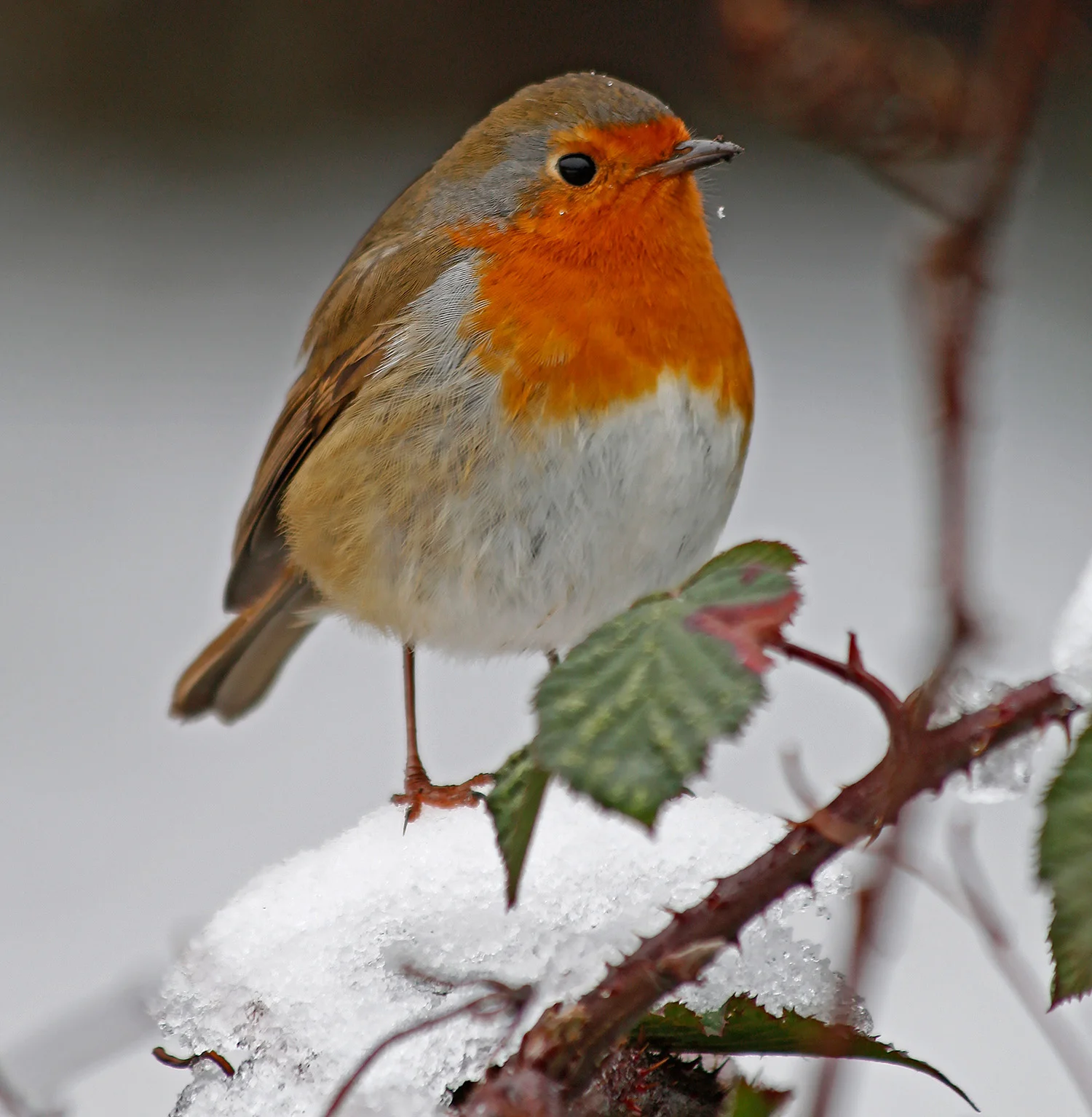Robin along the river January 2010 069.jpg