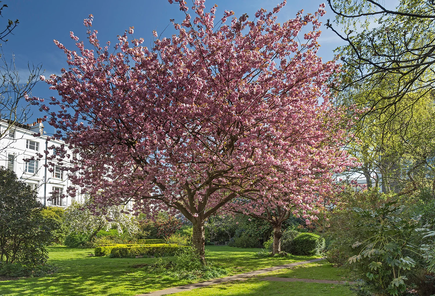 Arundel & Elgin Garden Notting Hill May 2.jpg