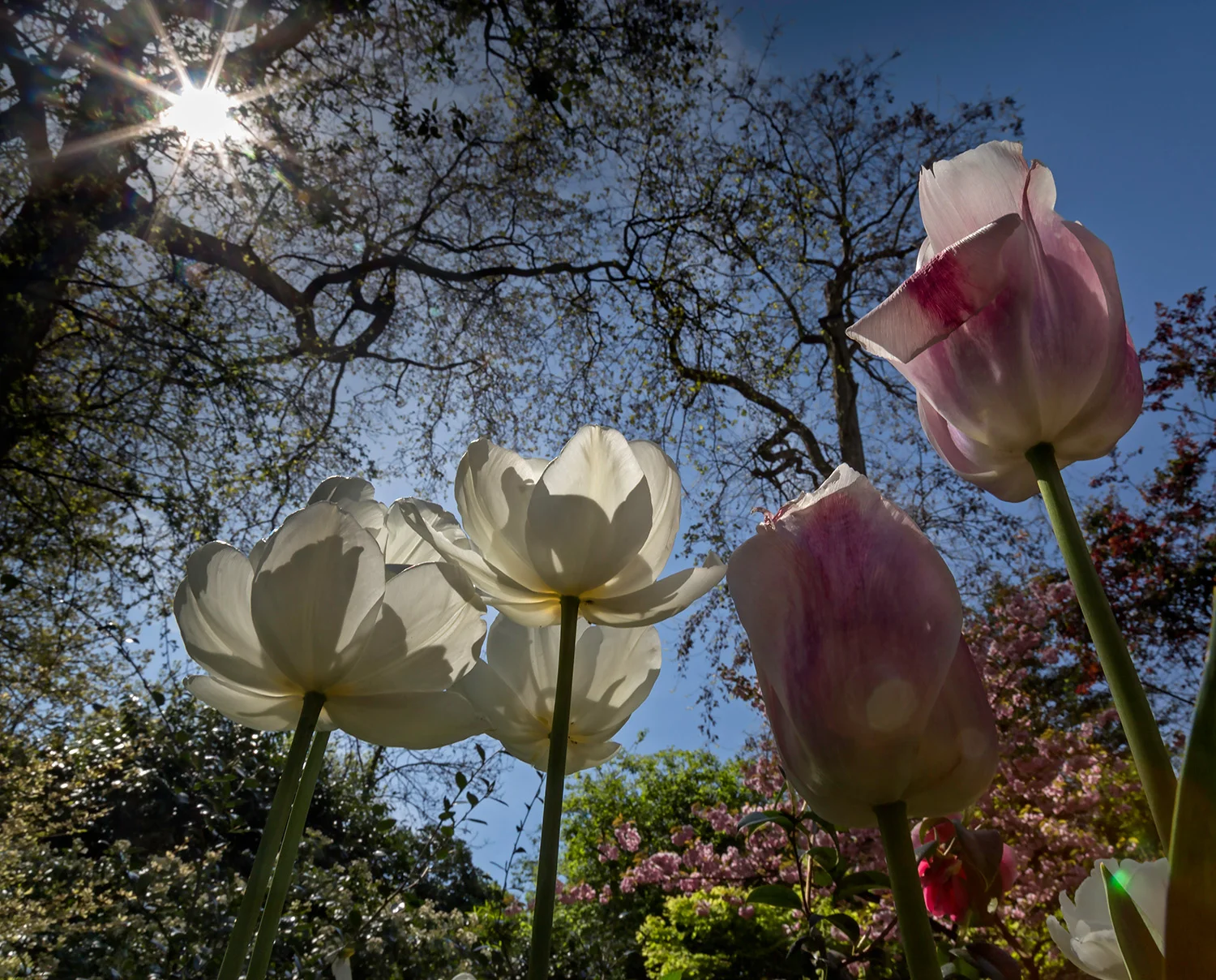 Arundel and Ladbroke Garden May 5.jpg