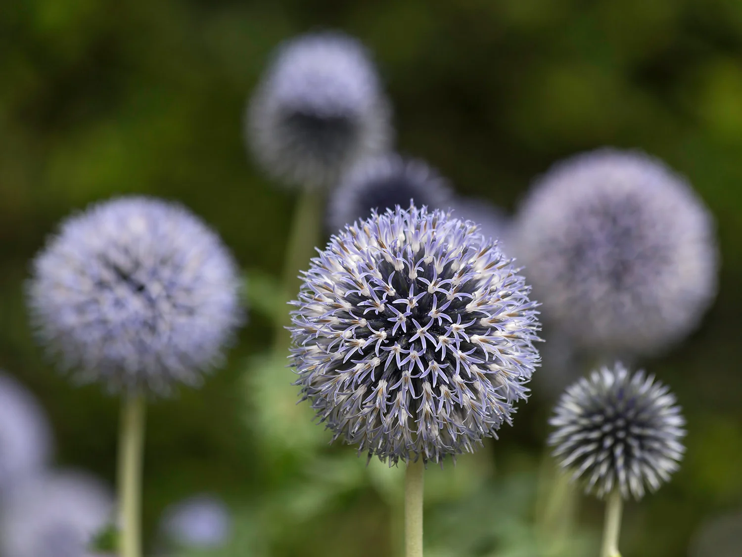 Ladbroke Square Garden July 23.jpg