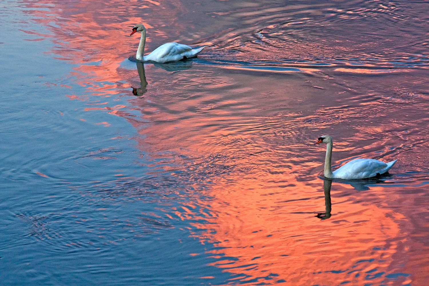 Swans on the river at dusk 1 R.jpg