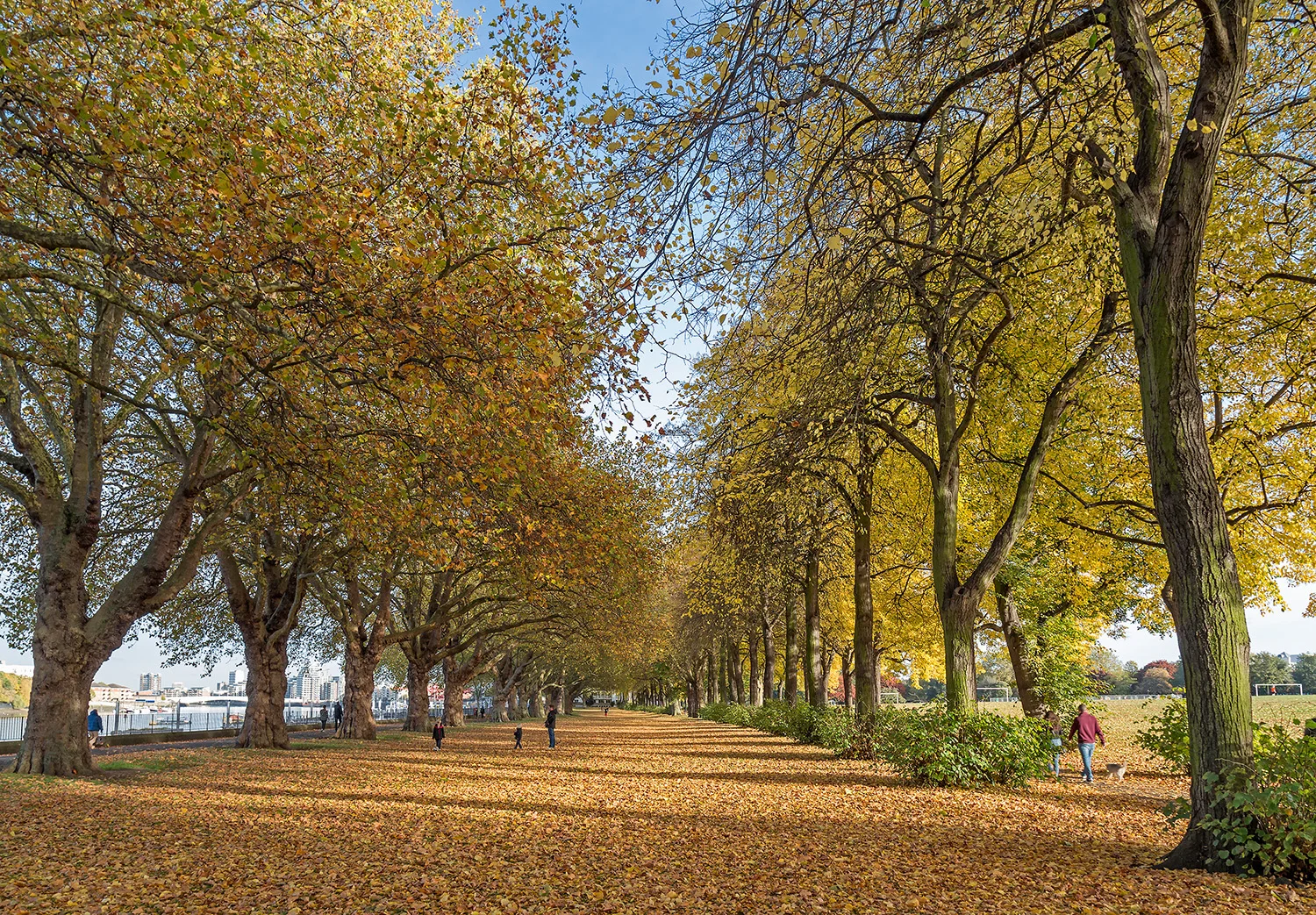 Wandsworth Park autumn 5.jpg