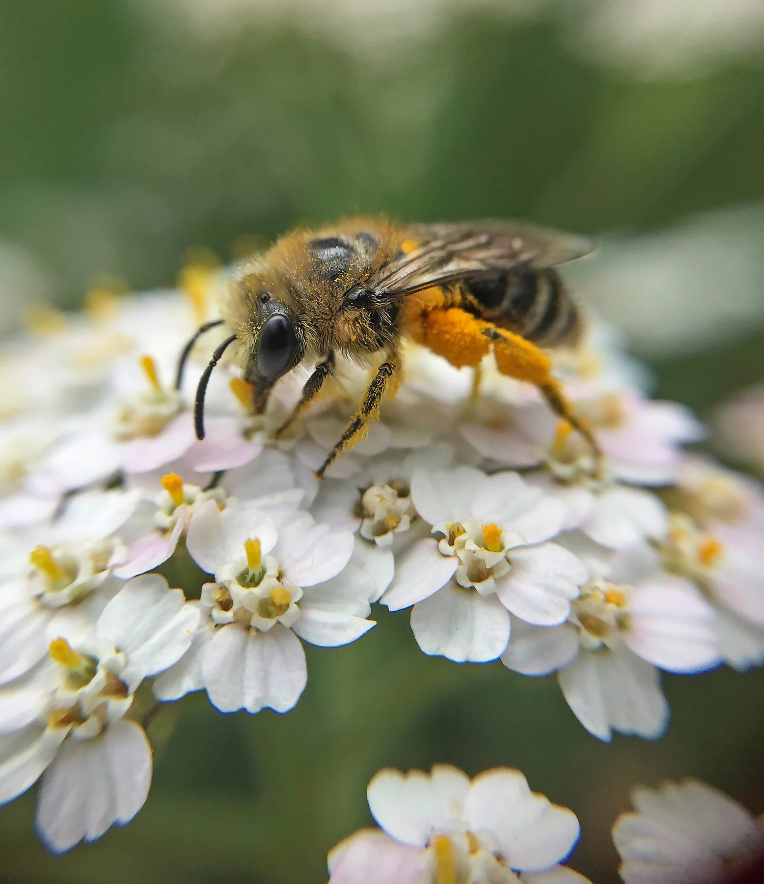 Shepherds Bush Green Flowers and Seeds 5.jpg