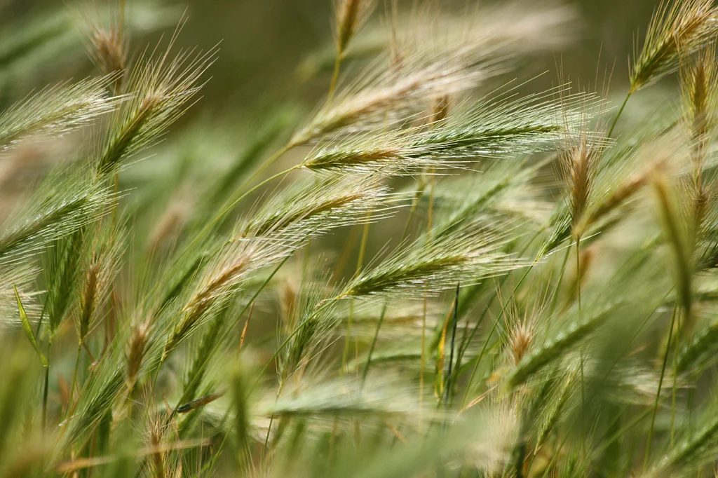 Grass blowing in the wind.jpg