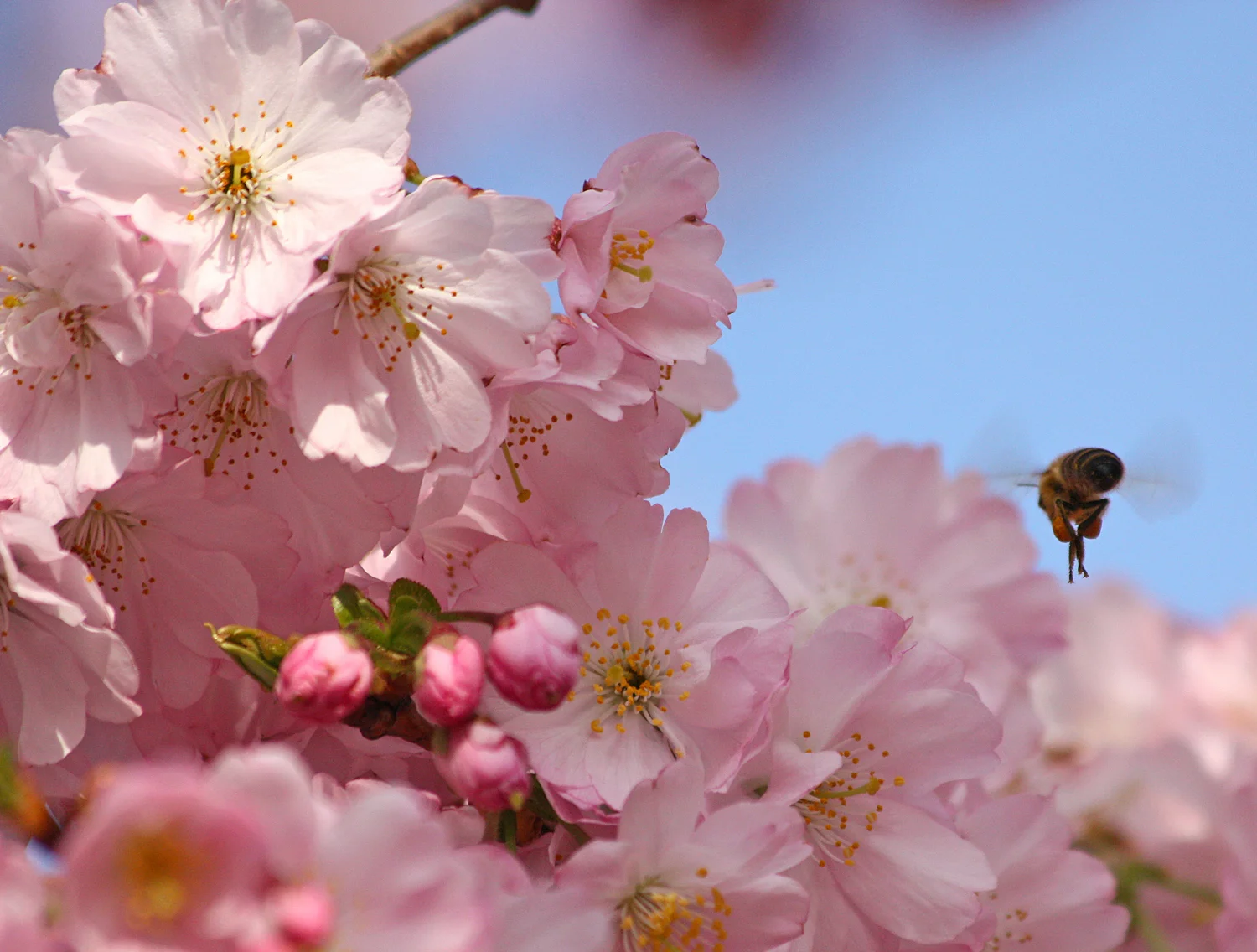 Flowers and Blossom 192 Cropped R.jpg