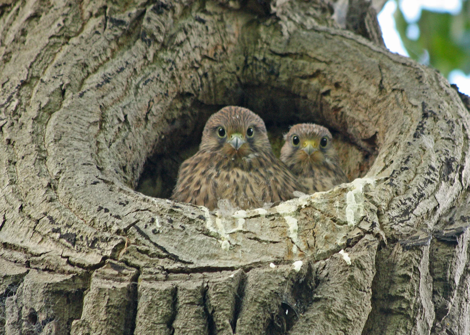 June 09 069 cropped R.jpg