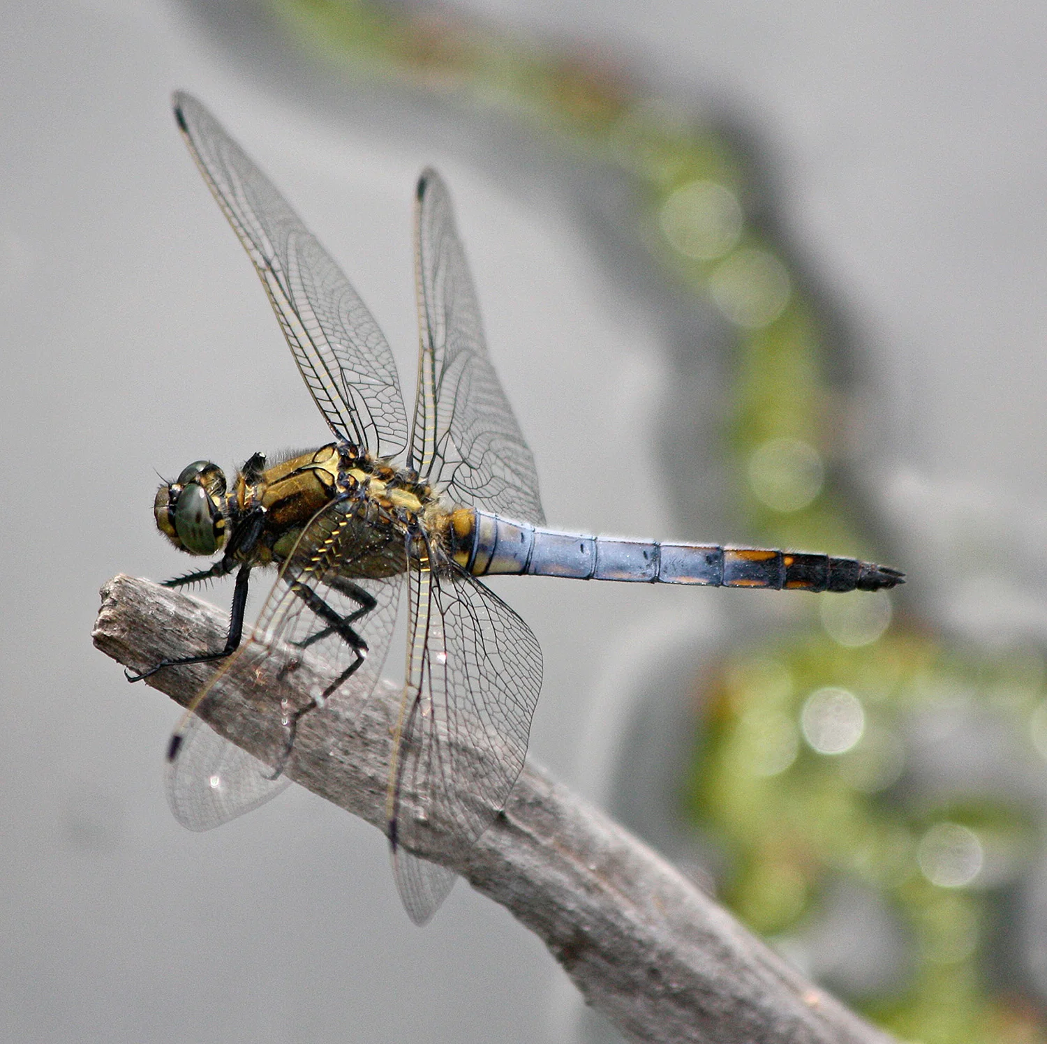 C5 BP 106 June 2010 009 R2.jpg