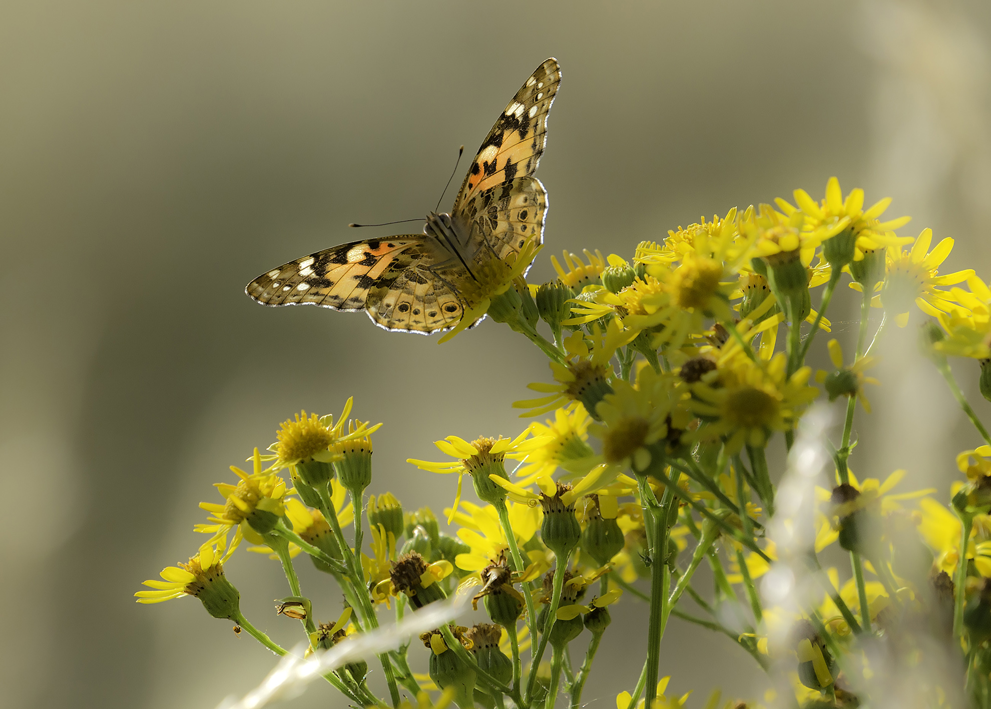 A Painted Lady bathed in Gold - The wonder of Barnes Common - Web Ready.jpg