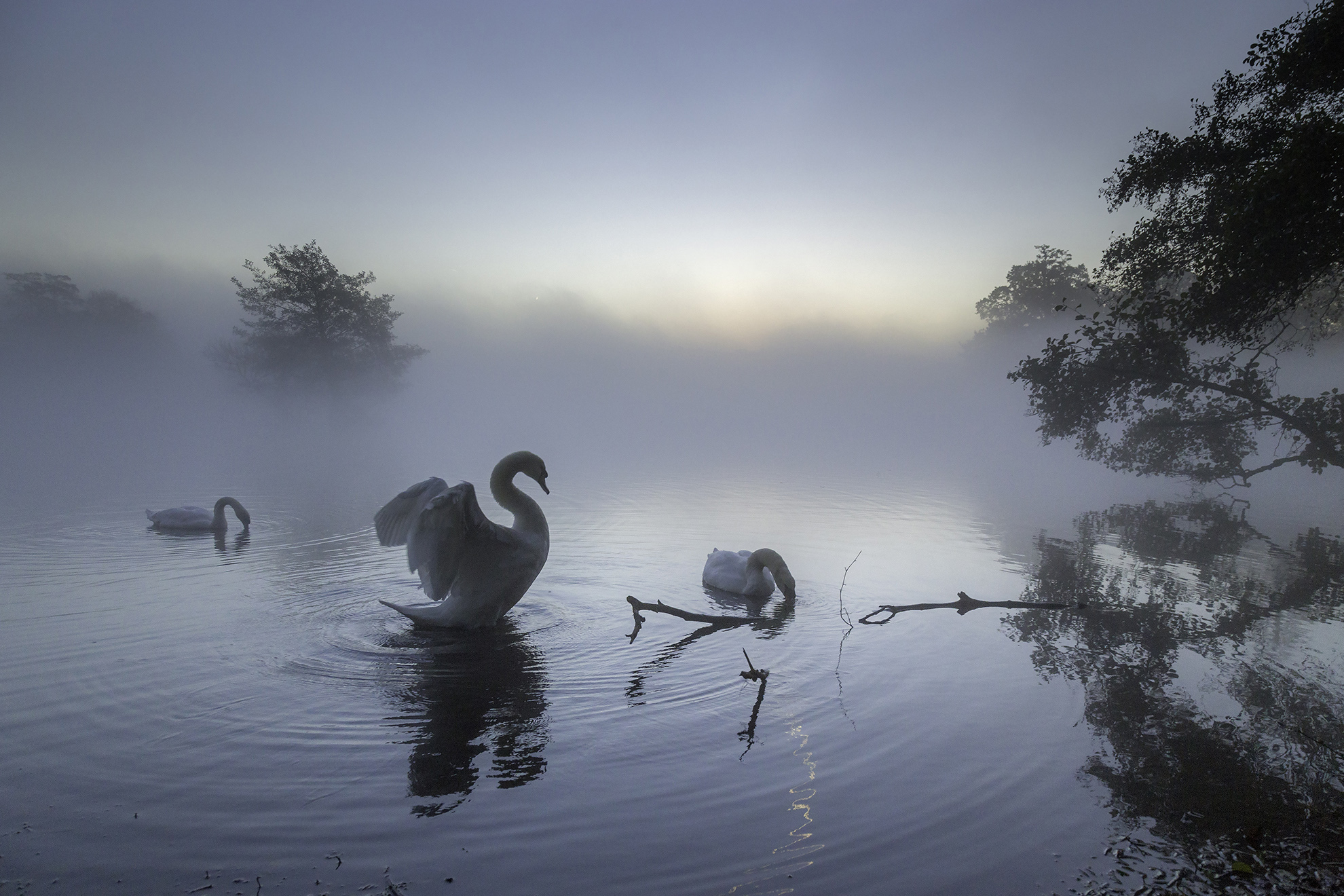 For the love of a swan - Richmond Park - Web Ready.jpg