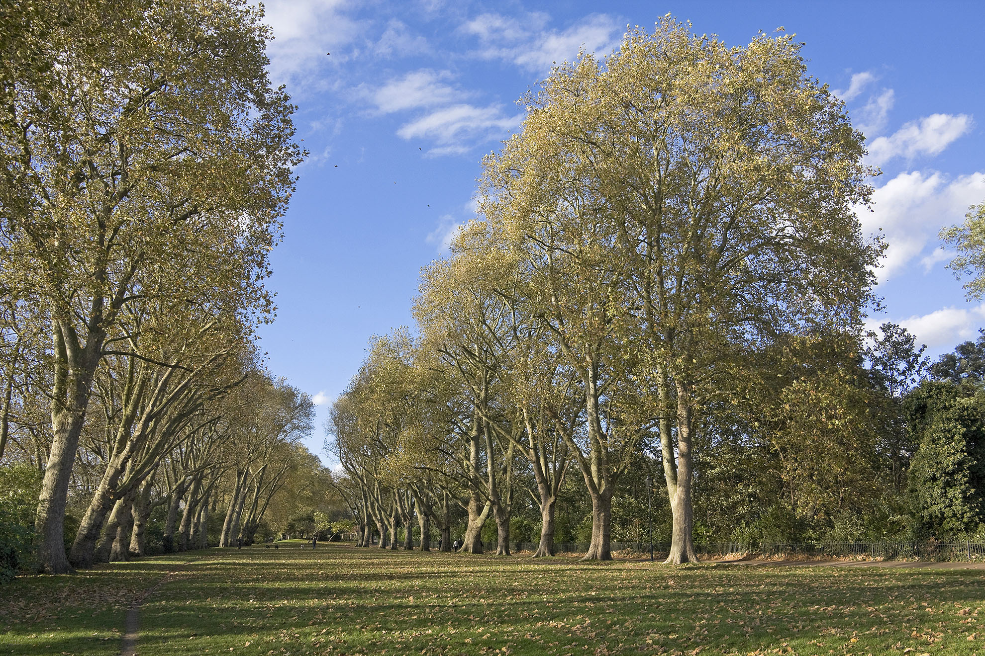 Bishops Park in autumn WR.jpg