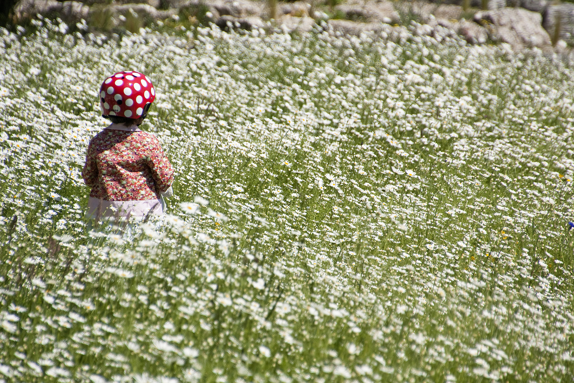 Turnham Green Wild Flowers.jpg