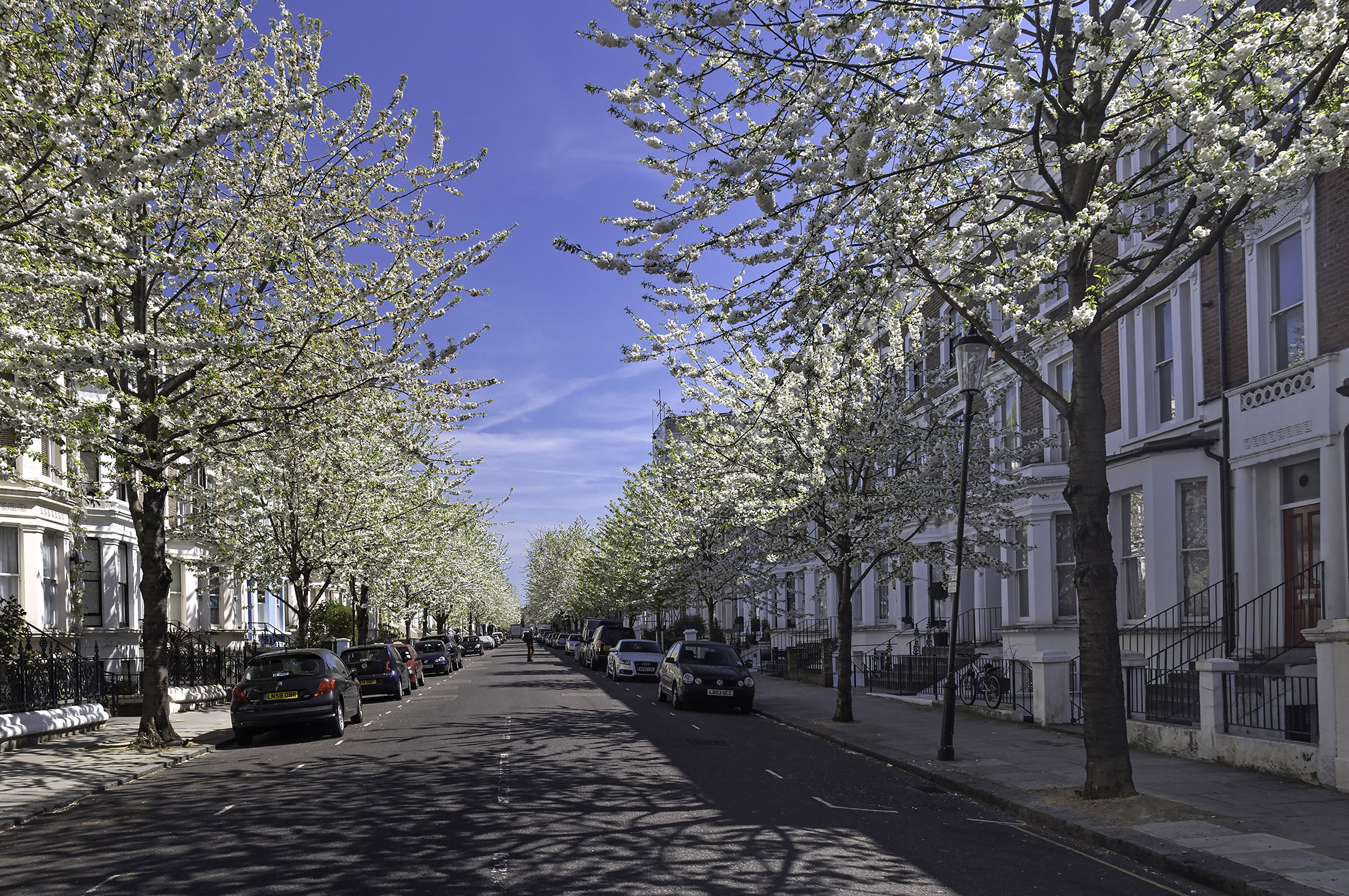 The beautiful display of blossom in Chesterton Road WR.jpg