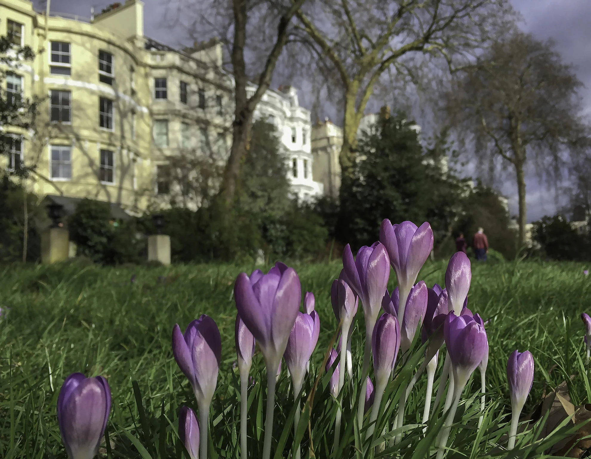 Ladbroke Square Garden WR.jpg