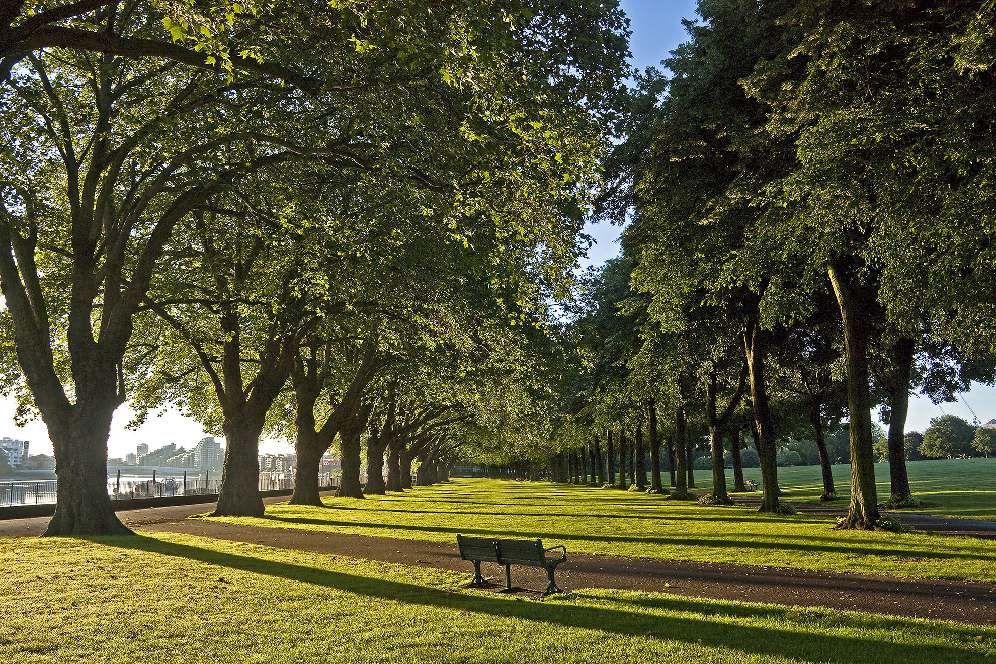 Wandsworth Park and its spectacular avenue of Plane Trees WR.jpg