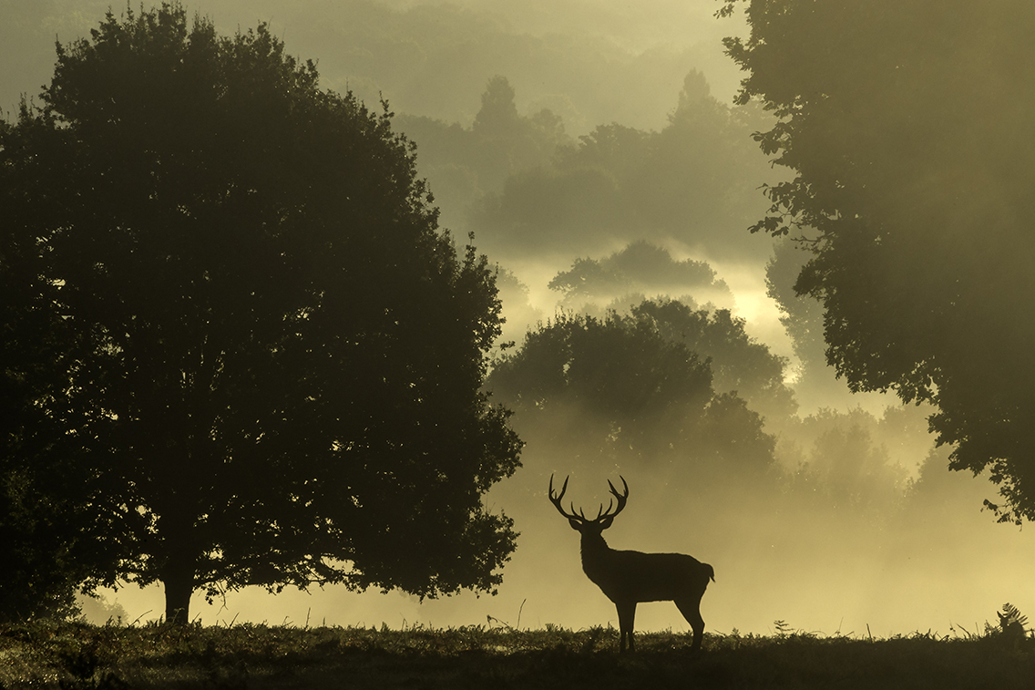 A majestic Stag in Richmond Park.jpg