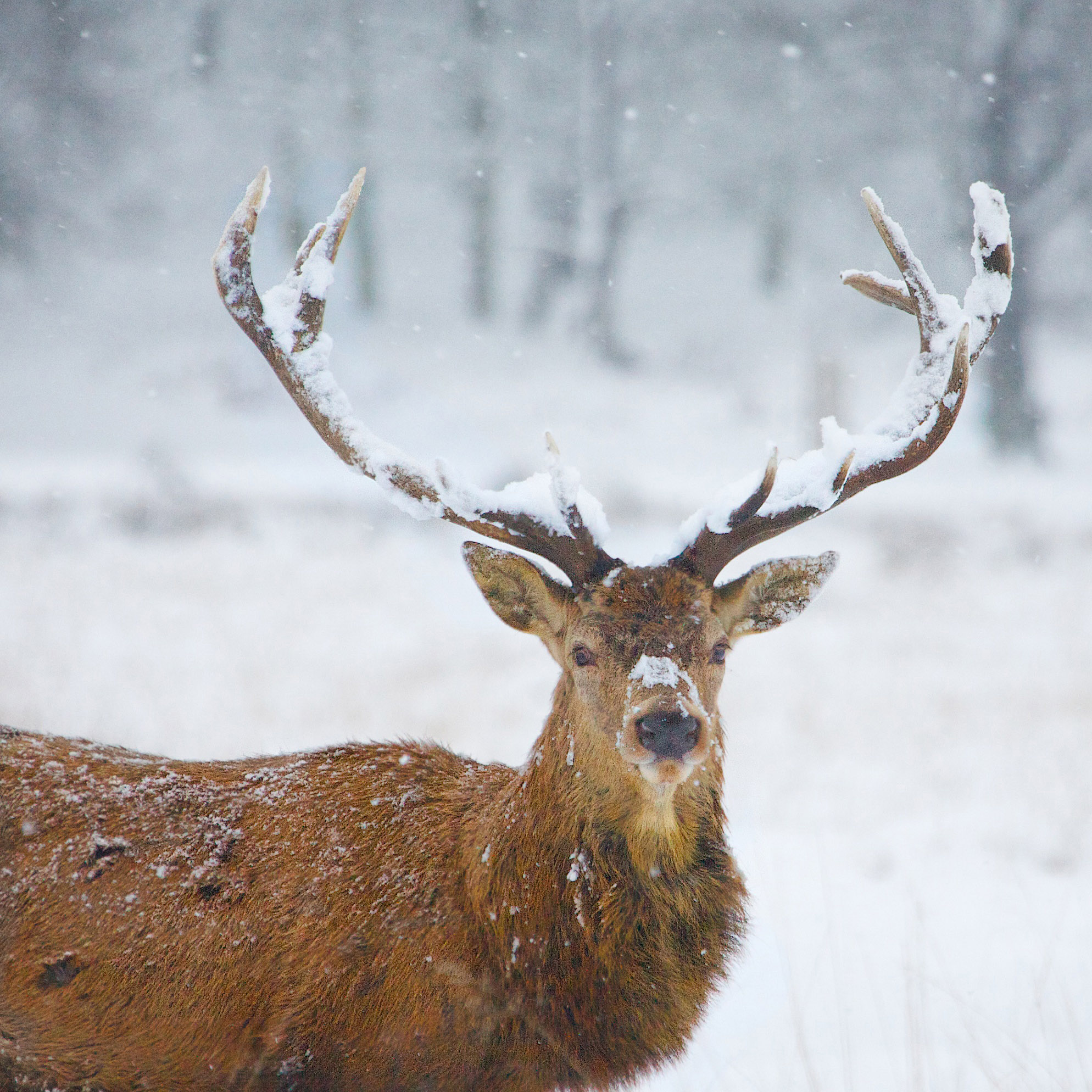 Richmond Park in winter WR.jpg