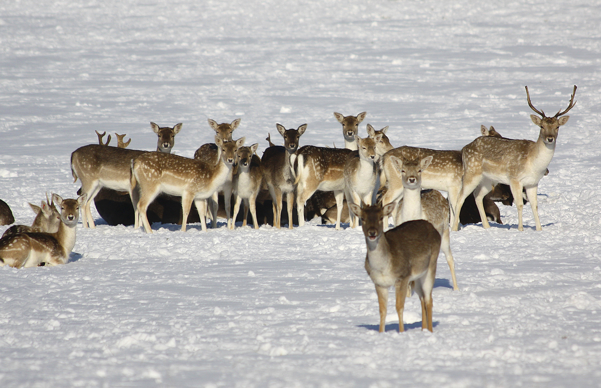 Fallow Deer in Richmond Park WR.jpg