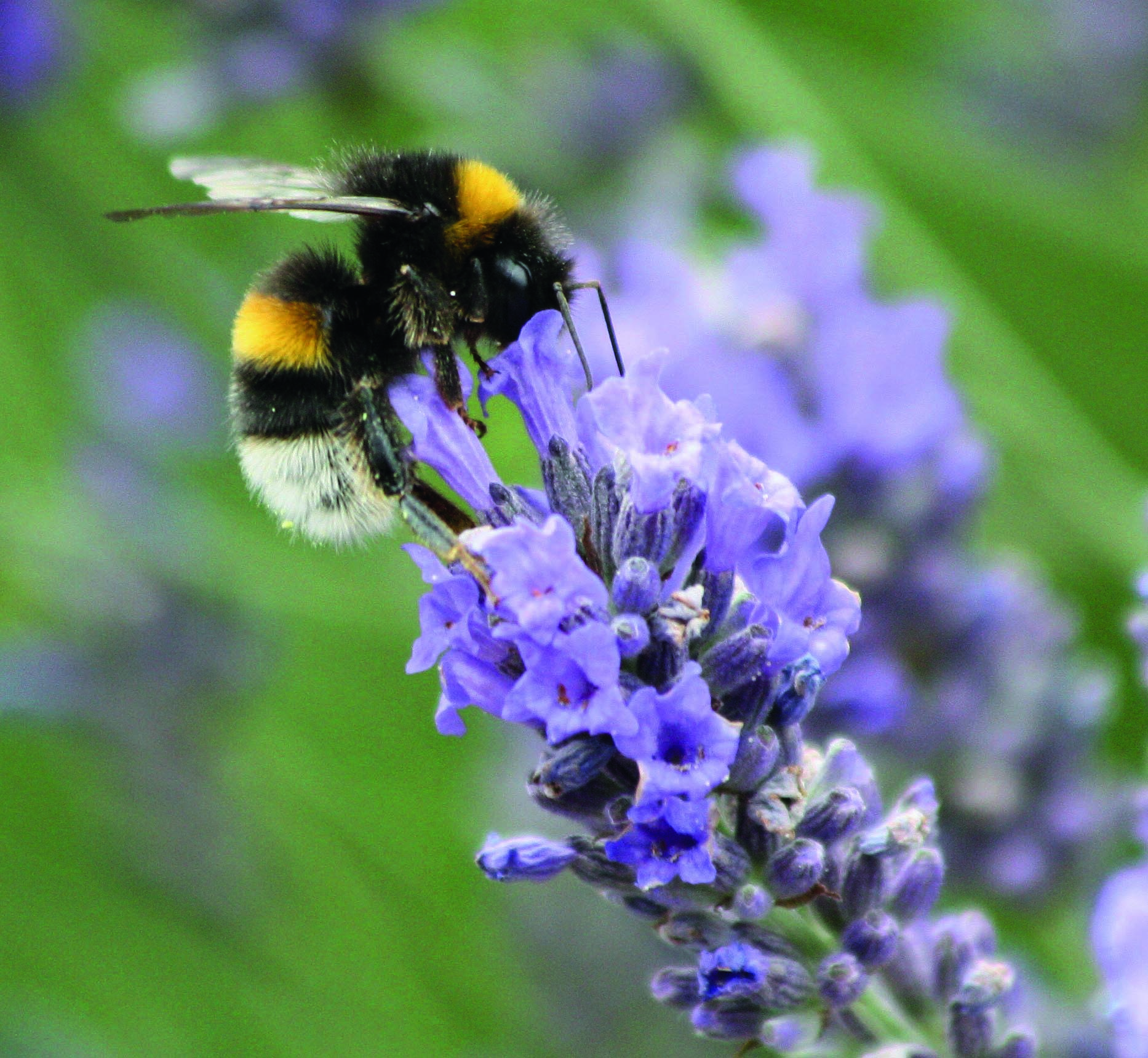 Bees love Lavender, Barnes WR.jpg