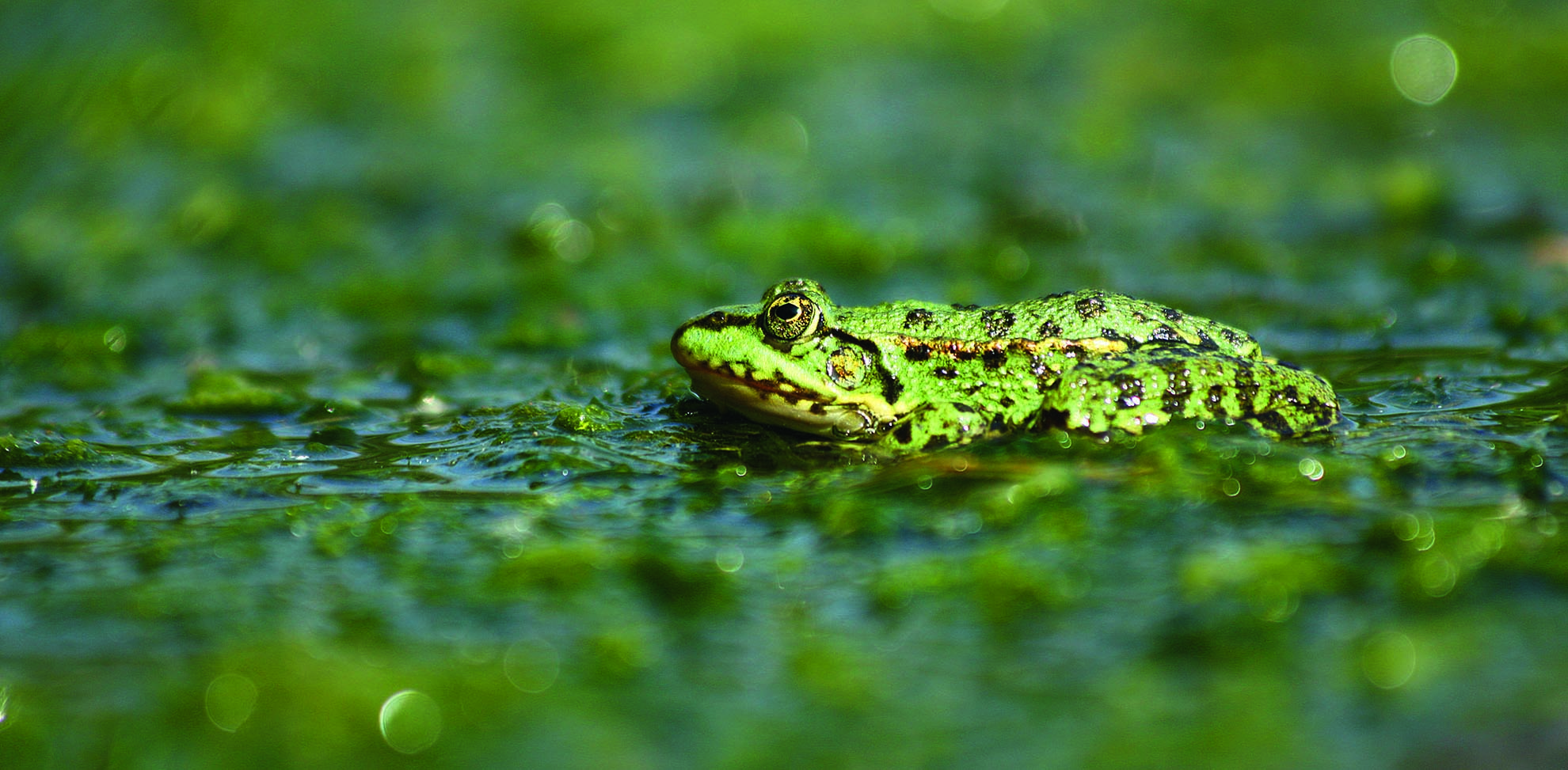 Marsh Frog at The Wetlands Centre Barnes WR.jpg