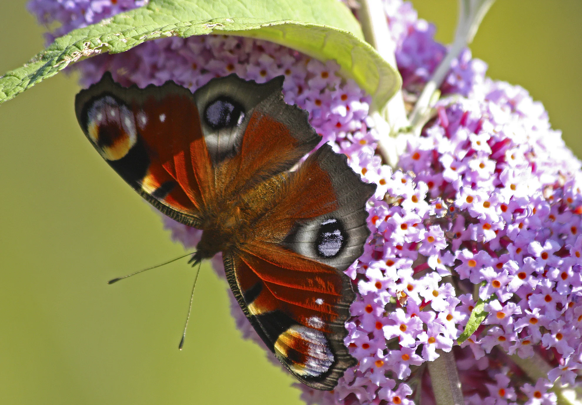 A beautiful Peacock Butterfly, Barnes Common WR.jpg