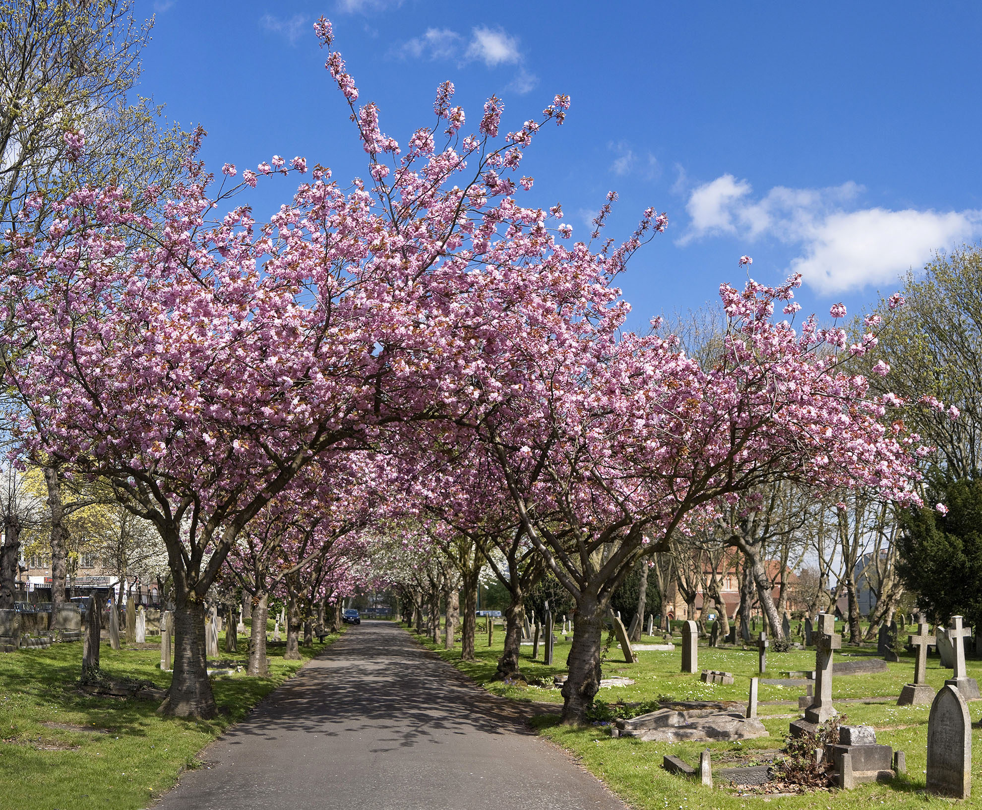 St Mary's Cemetery off Battersea Rise WR.jpg