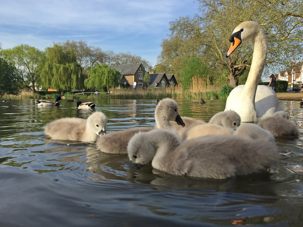 Barnes+Pond+Cygnets+WR.jpg