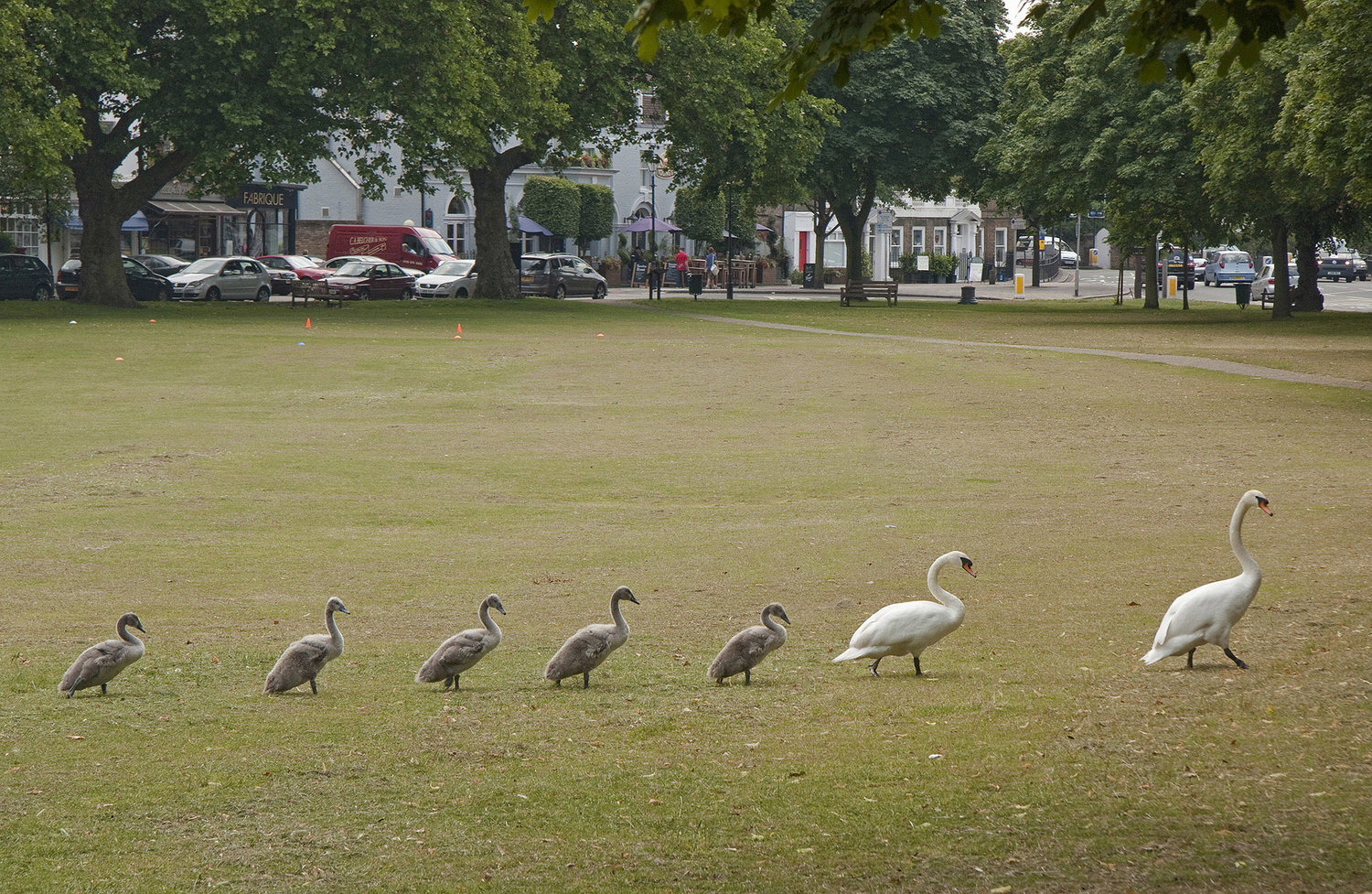 Cygnets+on+Kew+Green+WR.jpg