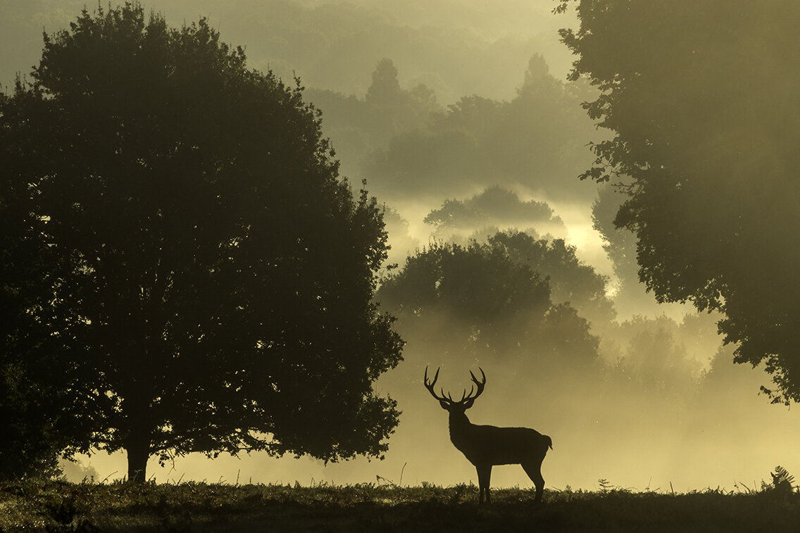 A+majestic+Stag+in+Richmond+Park-1.jpg