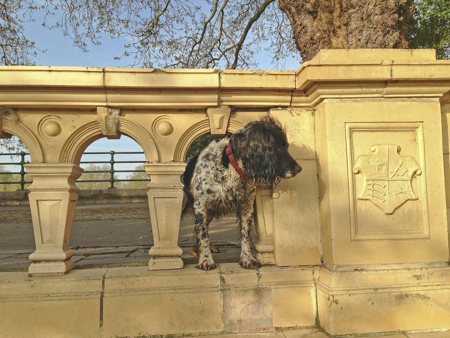 A+Springer+Spaniel+looks+out+in+Bishops+Park+WR.jpg