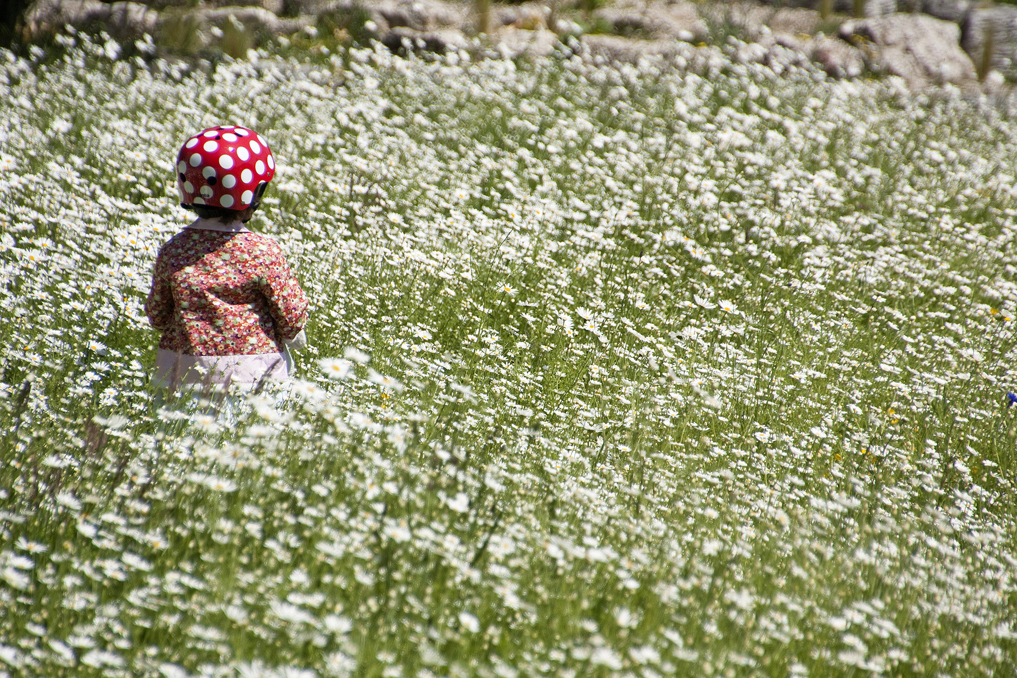 Turnham+Green+Wild+Flowers.jpg