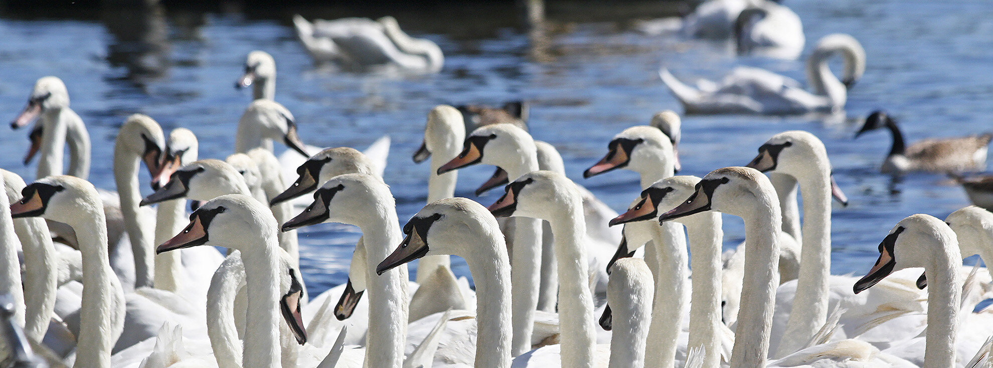 Swans+in+Kingston.jpg