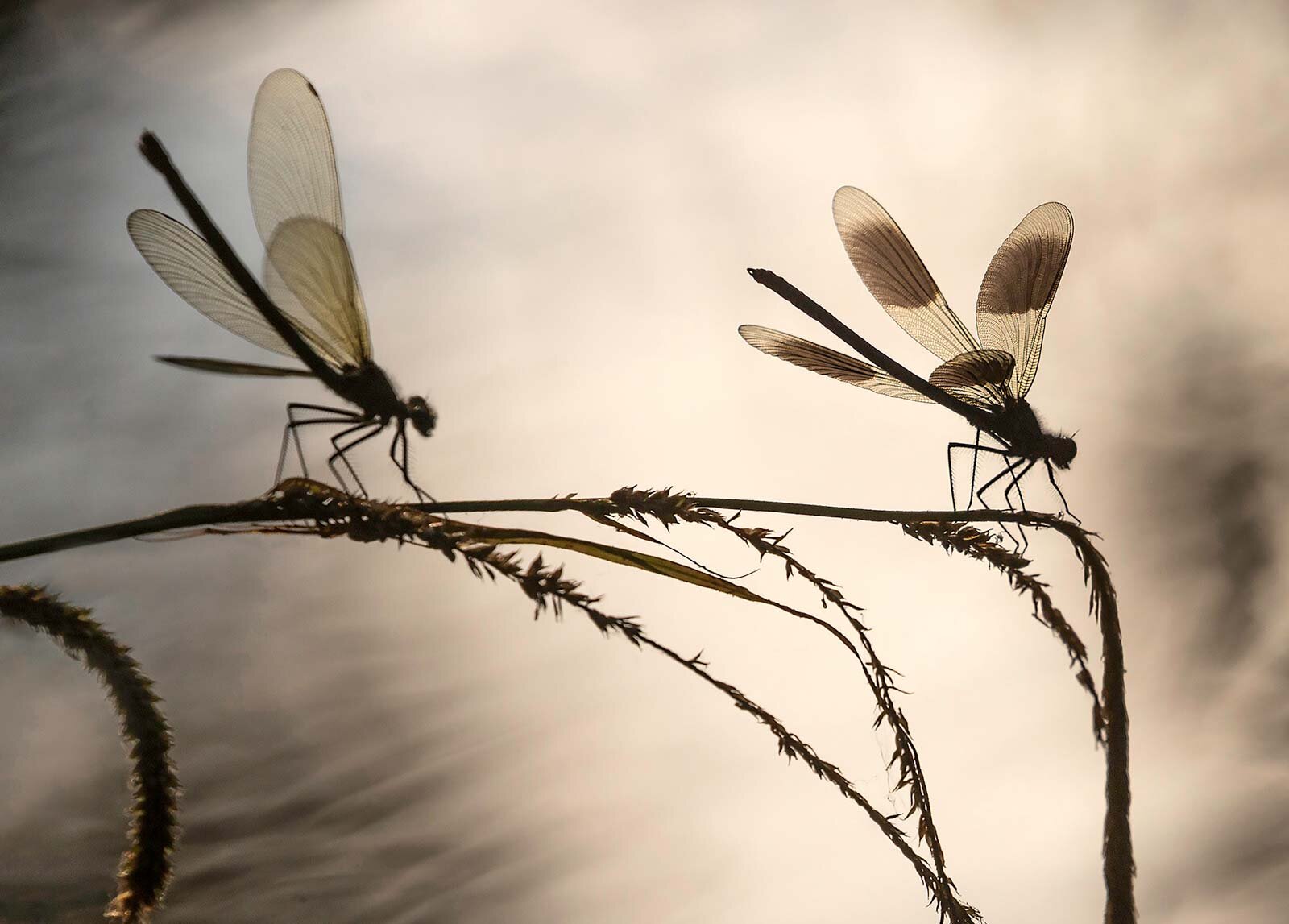 Damsels-on-the-Common-10_2-WR.jpg