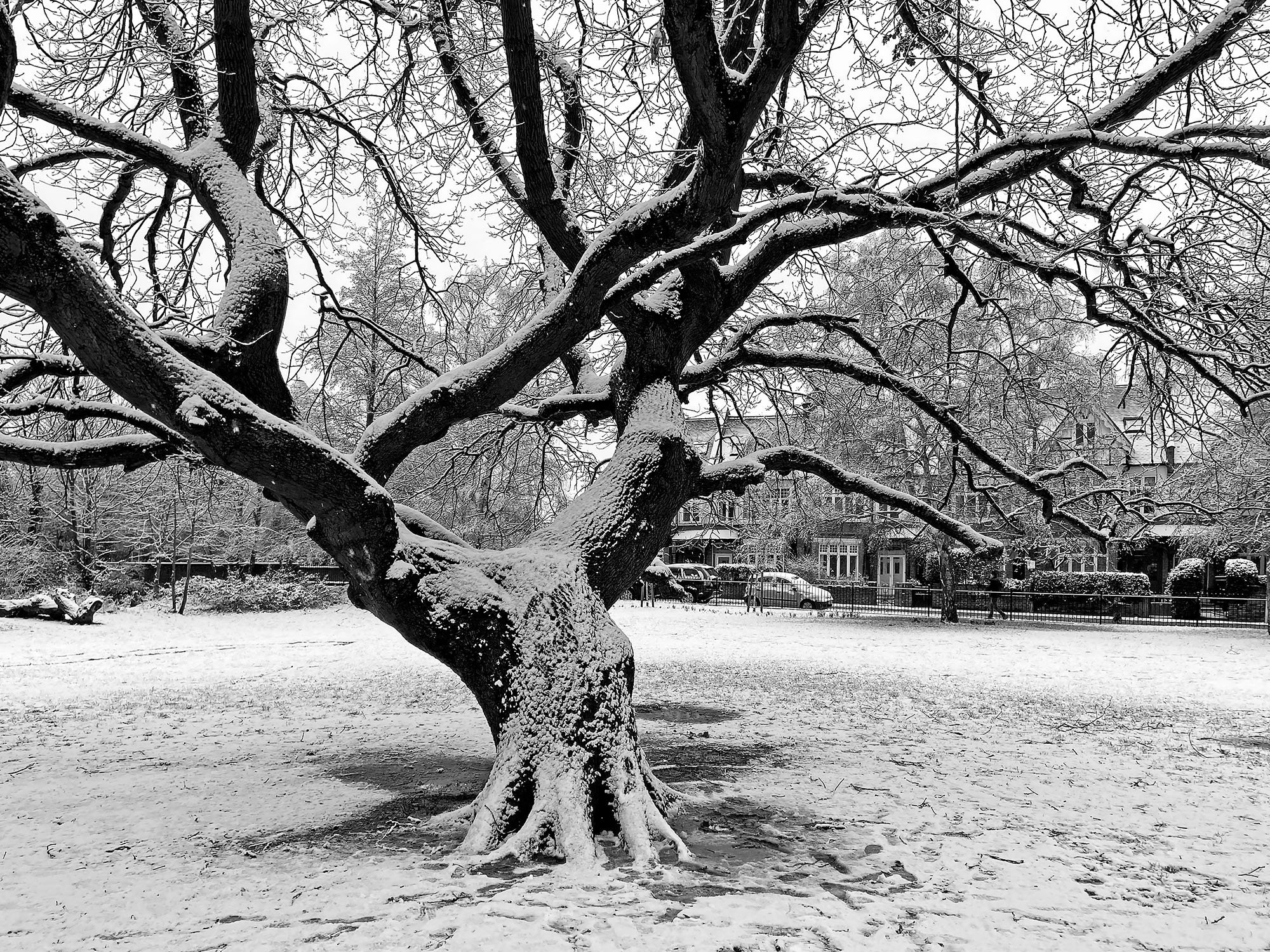 15+ Tree on the Green in the Snow 1 WR.jpg
