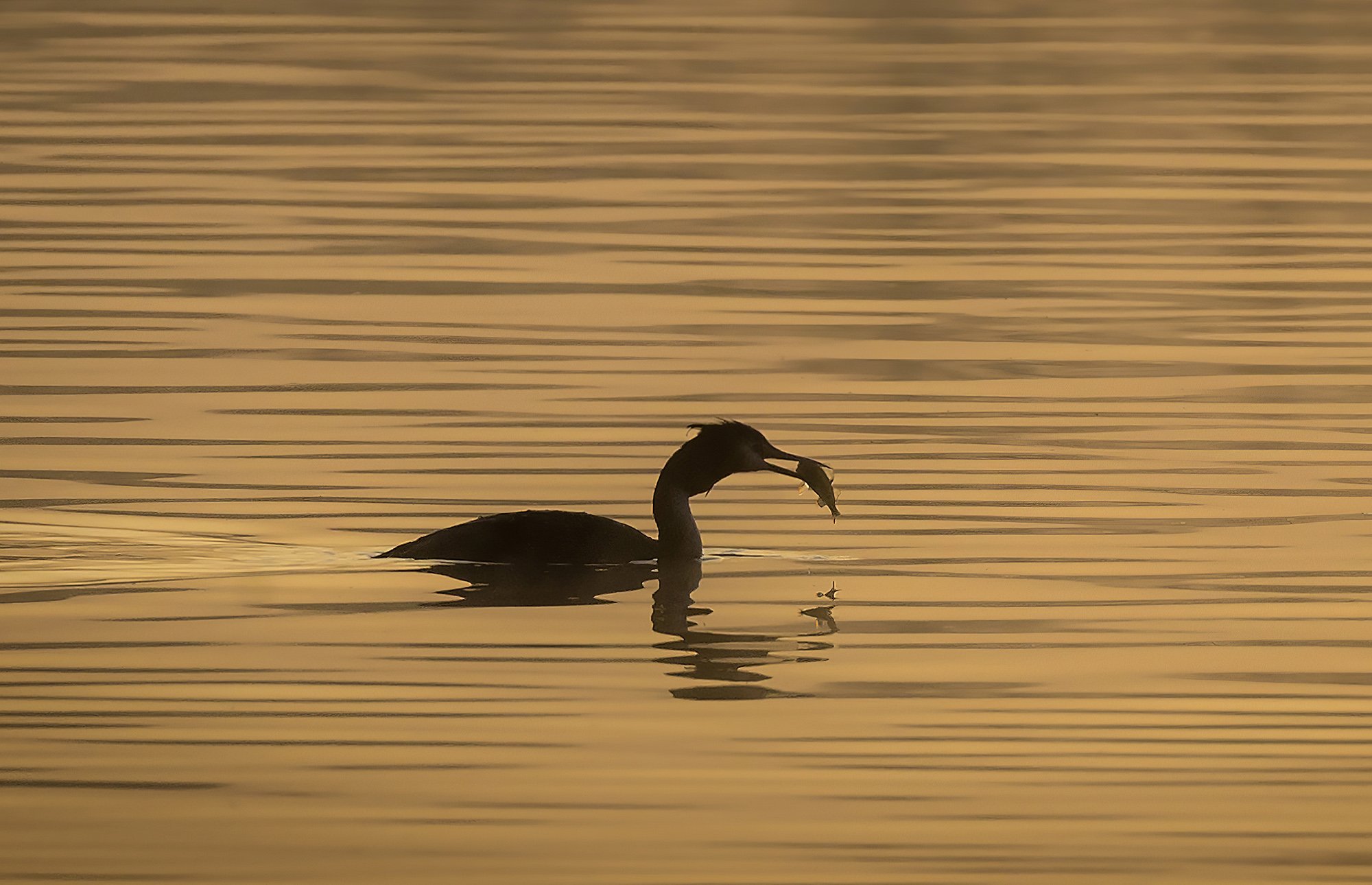 Grebes at dawn Mar 8_3-standard-scale-4_00x-gigapixel cropped.jpg