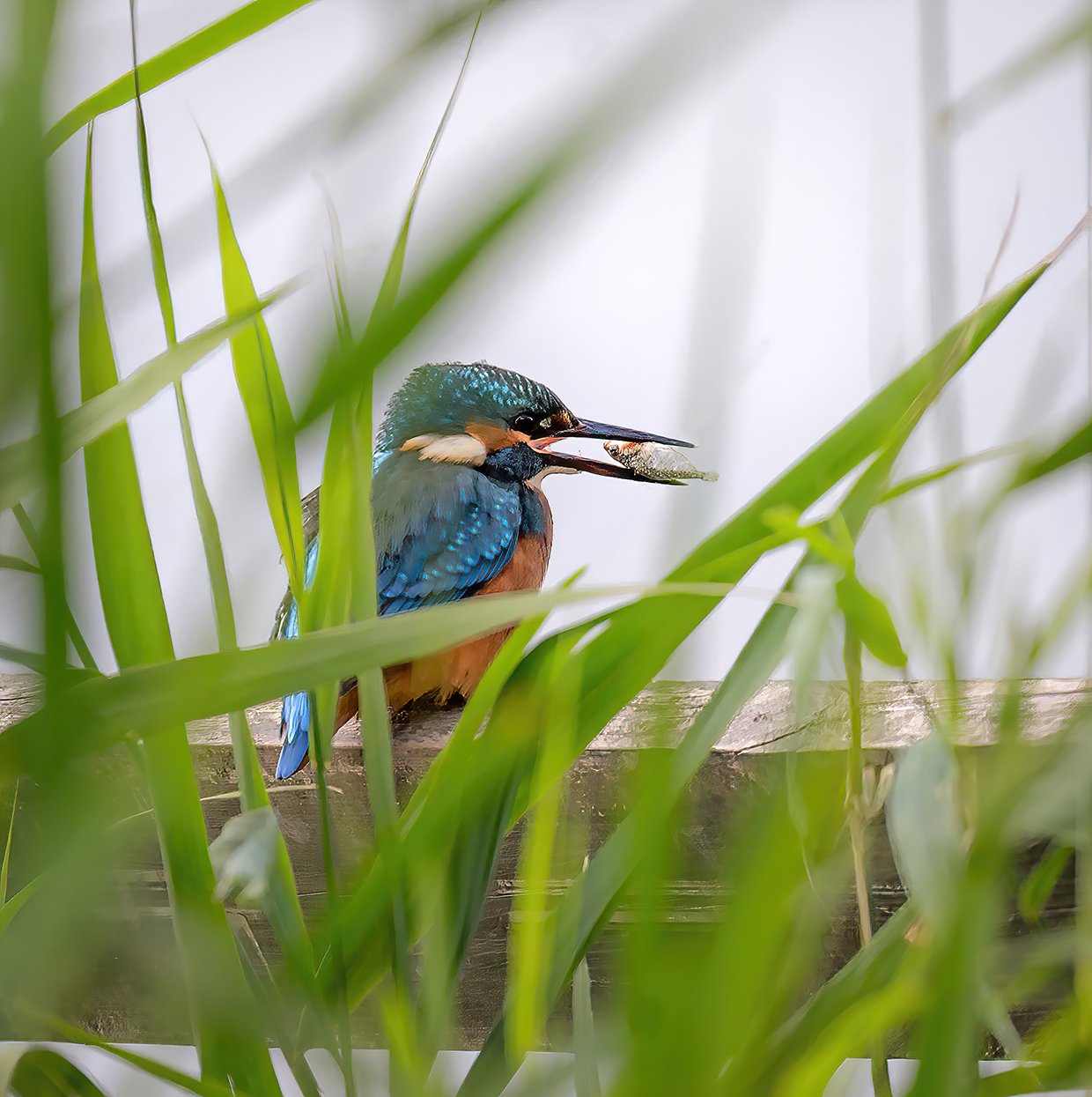Kingfisher breakfast at The Wetlands-A6.jpg