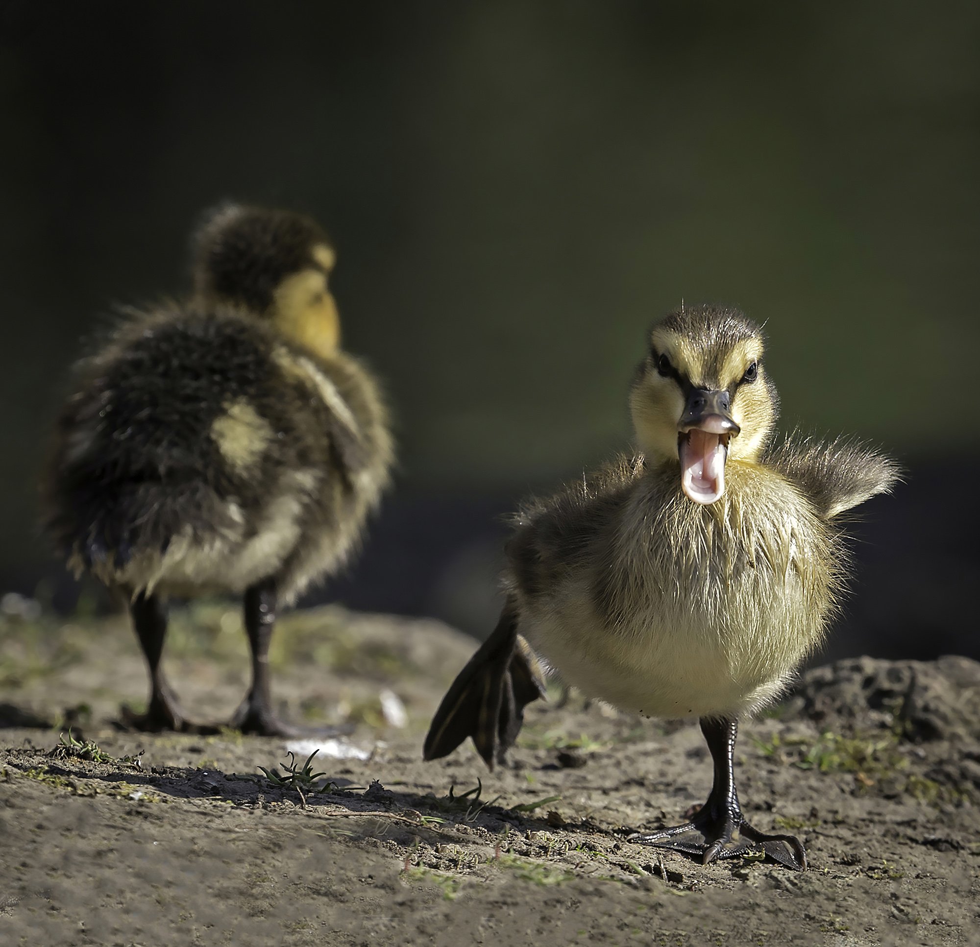 Spring 2 Ducklings Apr 6-gigapixel-standard-scale-2_00x.jpg