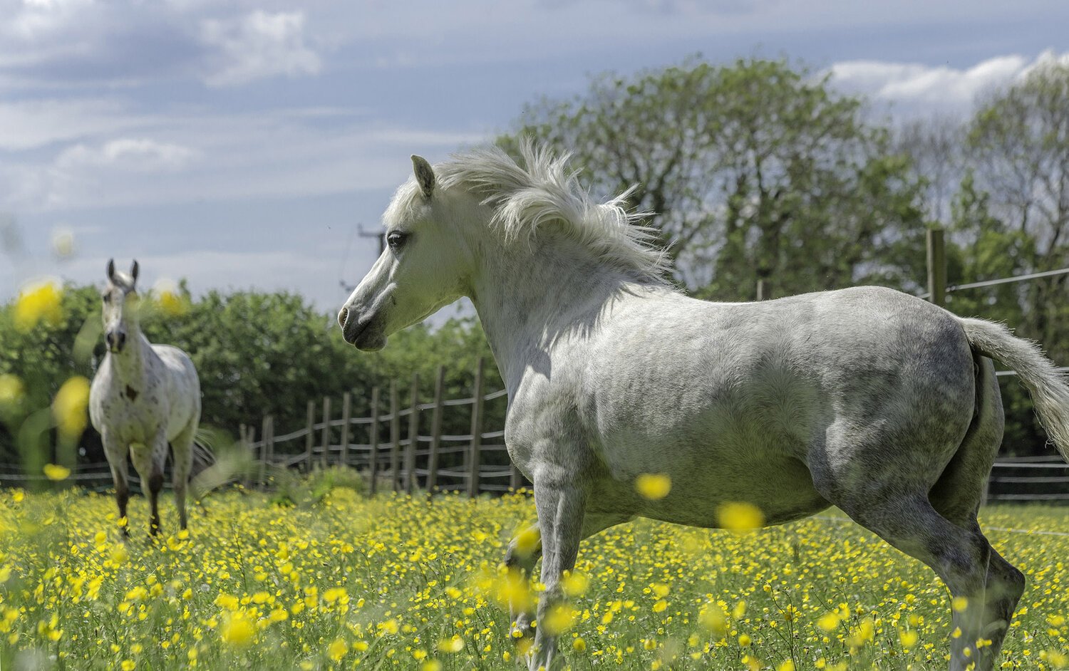 Horses+down+Ebbisham+Lane+May+11+WR.jpg