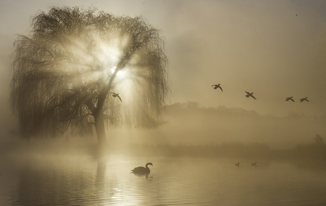 Bushy at Sunrise 10 SV.jpg