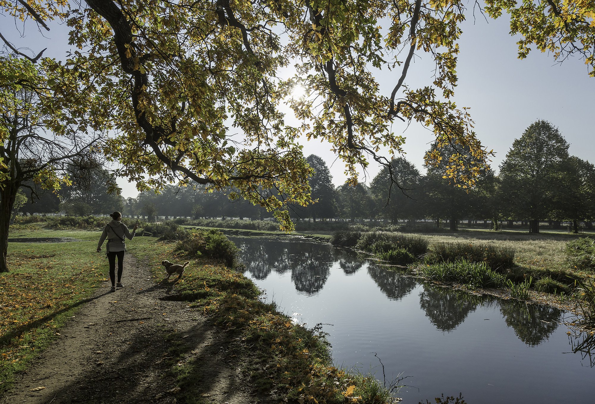 Bushy Park Oct 19 WR.jpg