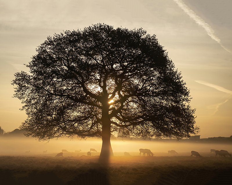 Deer in the Mist Apr 11-Enlarged and with extended sky 2 A4 SV.jpg