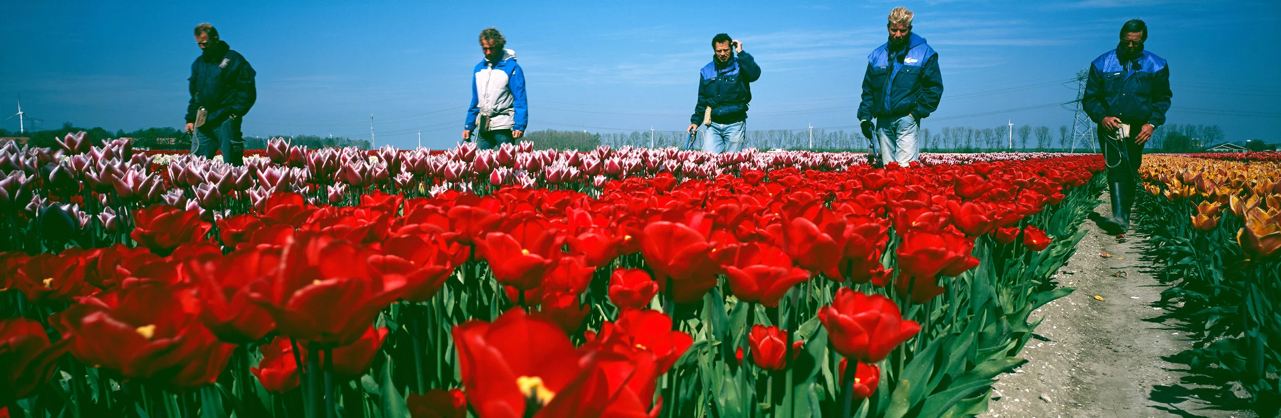 Tulip field selecters.jpg
