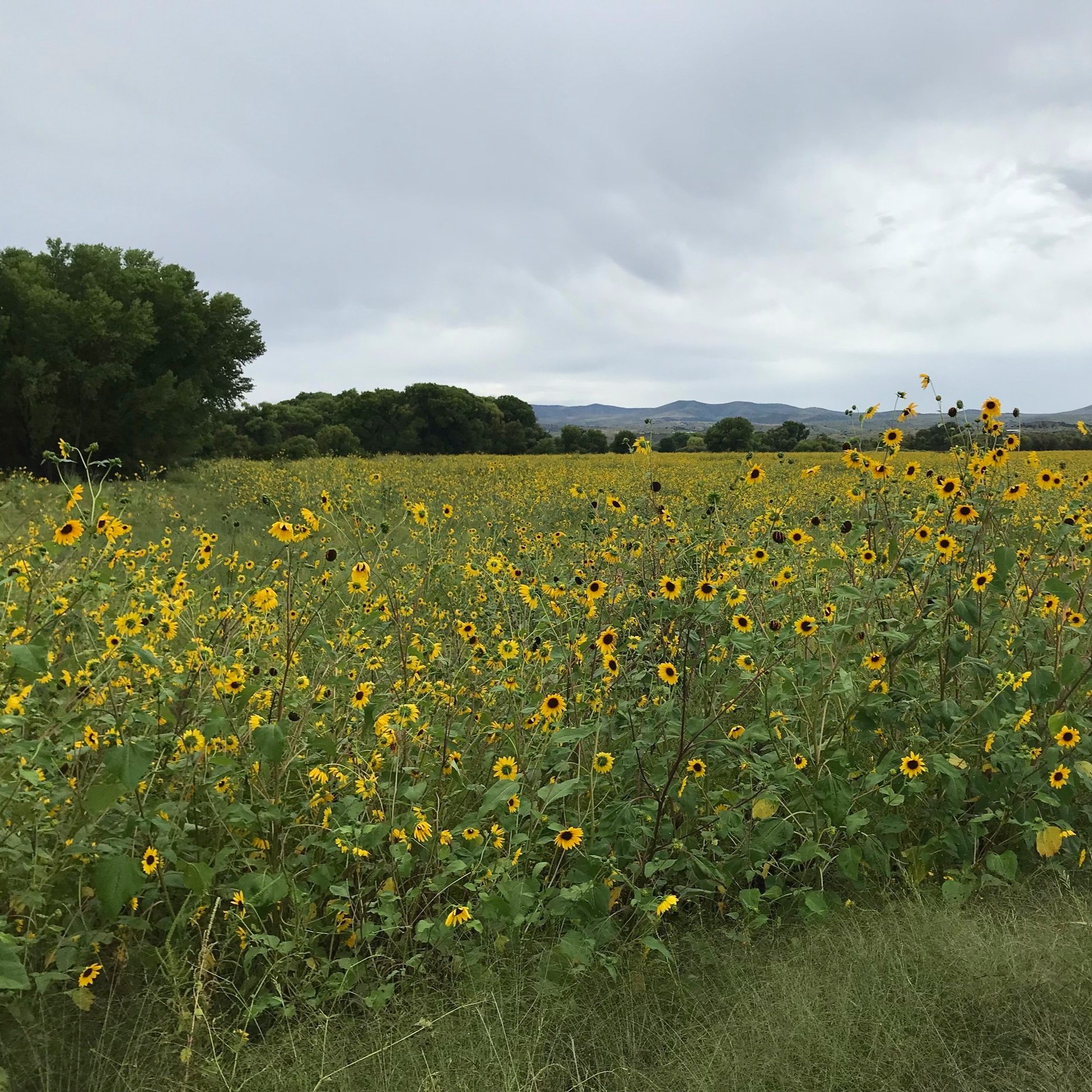 The Gila River - Gila Conservation Coalition