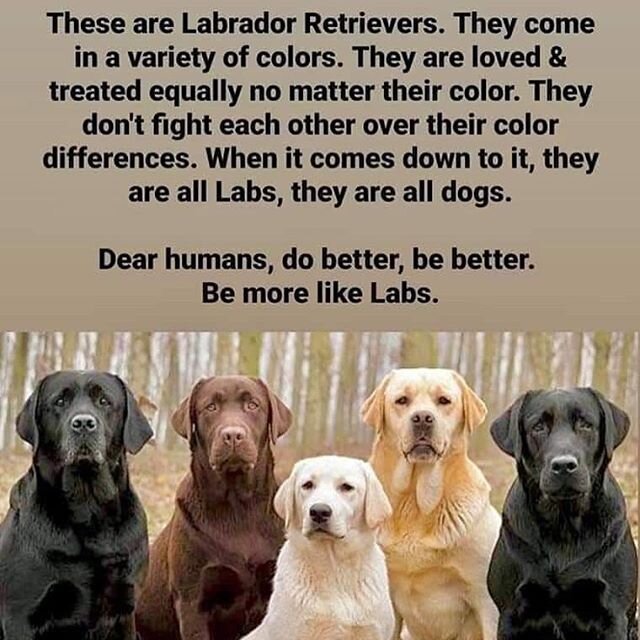 Be more like labs....#stopthehate #loveoneanother #cantwealljustgetalong #hateisavirus #stoptheviolence #peace #belikelabs