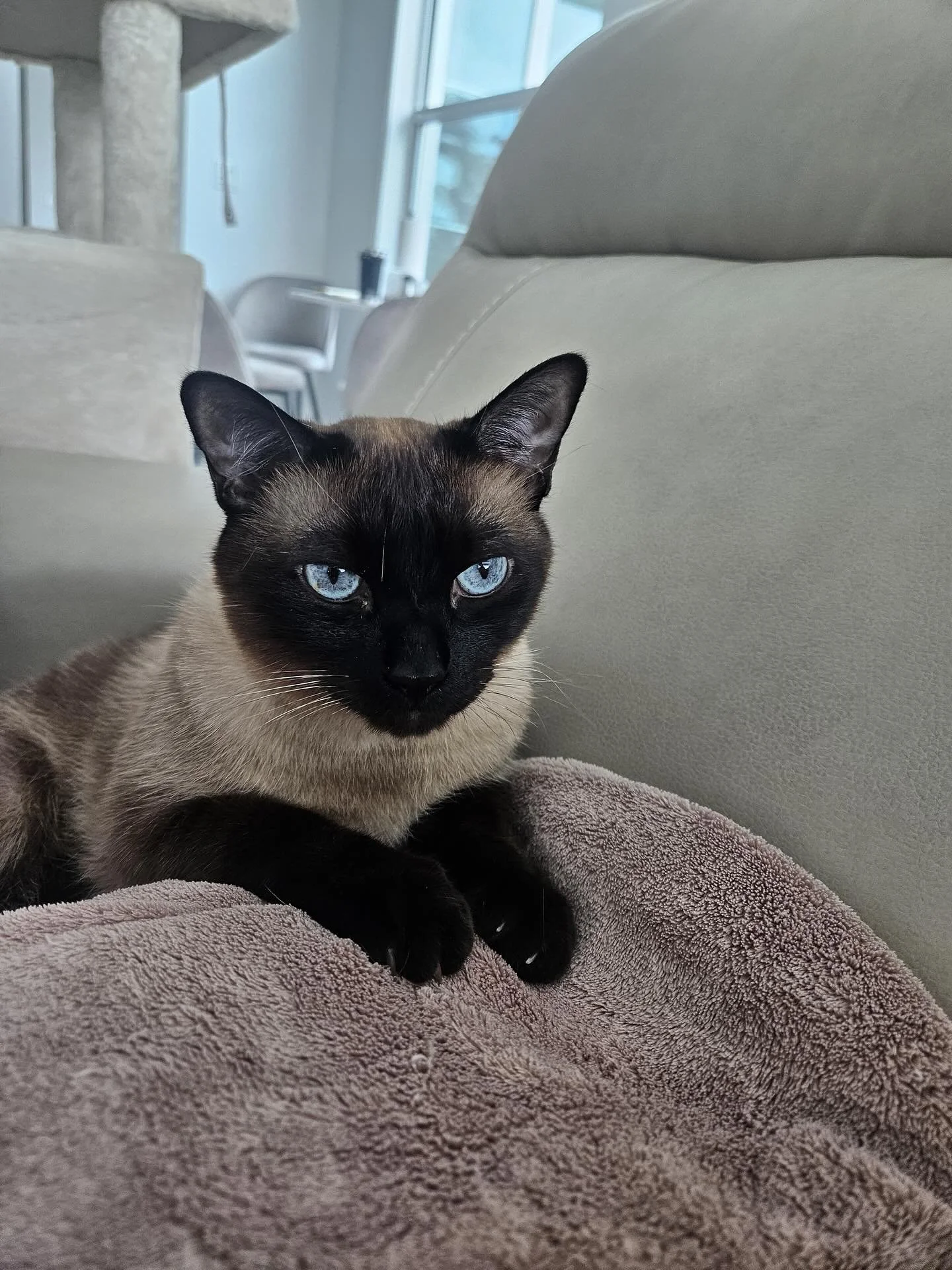 Our trio of fabulous felines Sky, Maui & Moana are ready to be pampered like the royalty they are. Let the purrfect adventures begin 🐾 
•
•
•
#felinefun #purrfectday #catvisits 
#pawfecttrio #bestjobever #palmbeach #westpalmbeach