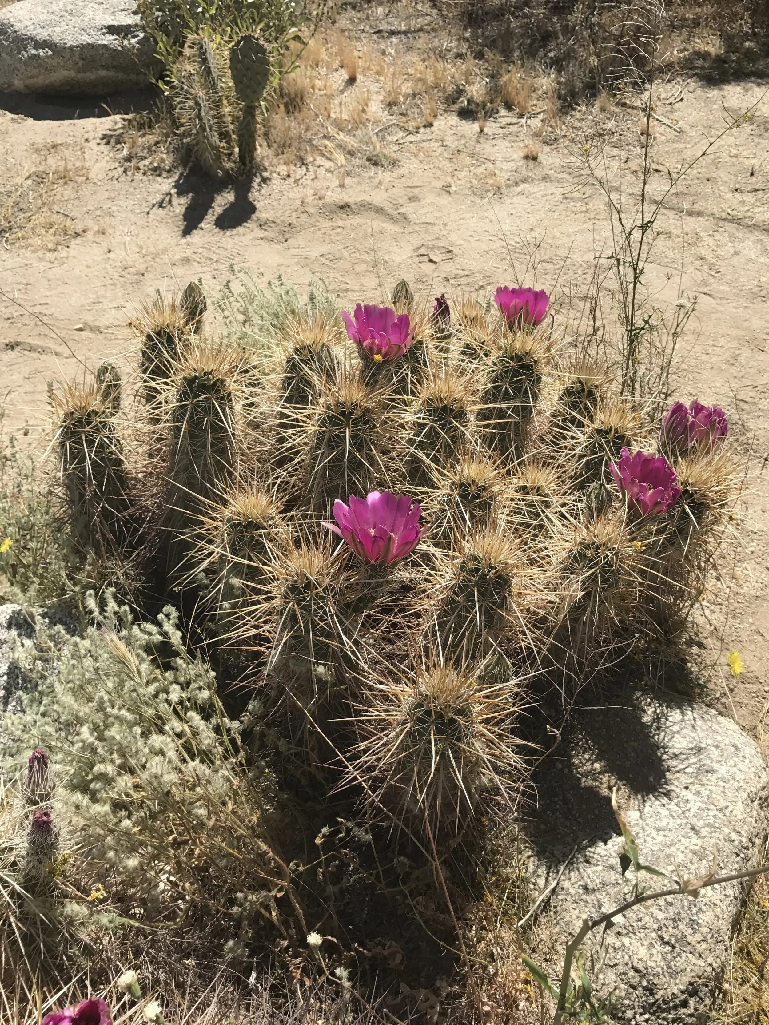 Cactus Blooming