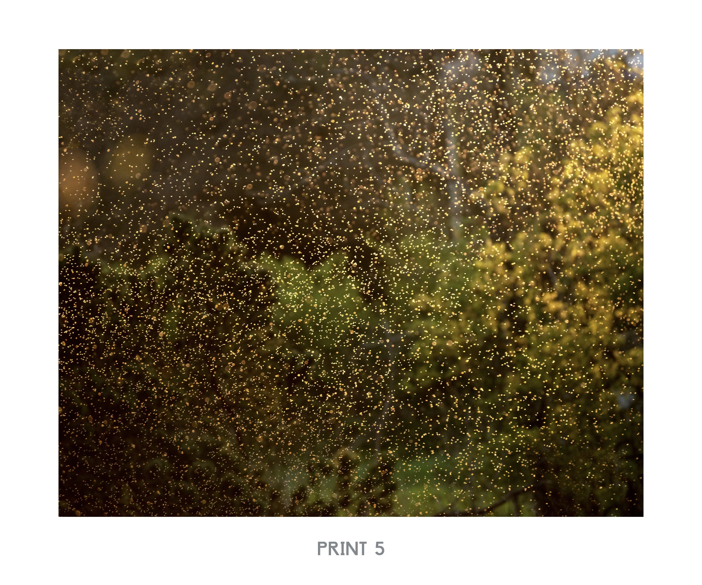 Print5.jpg
