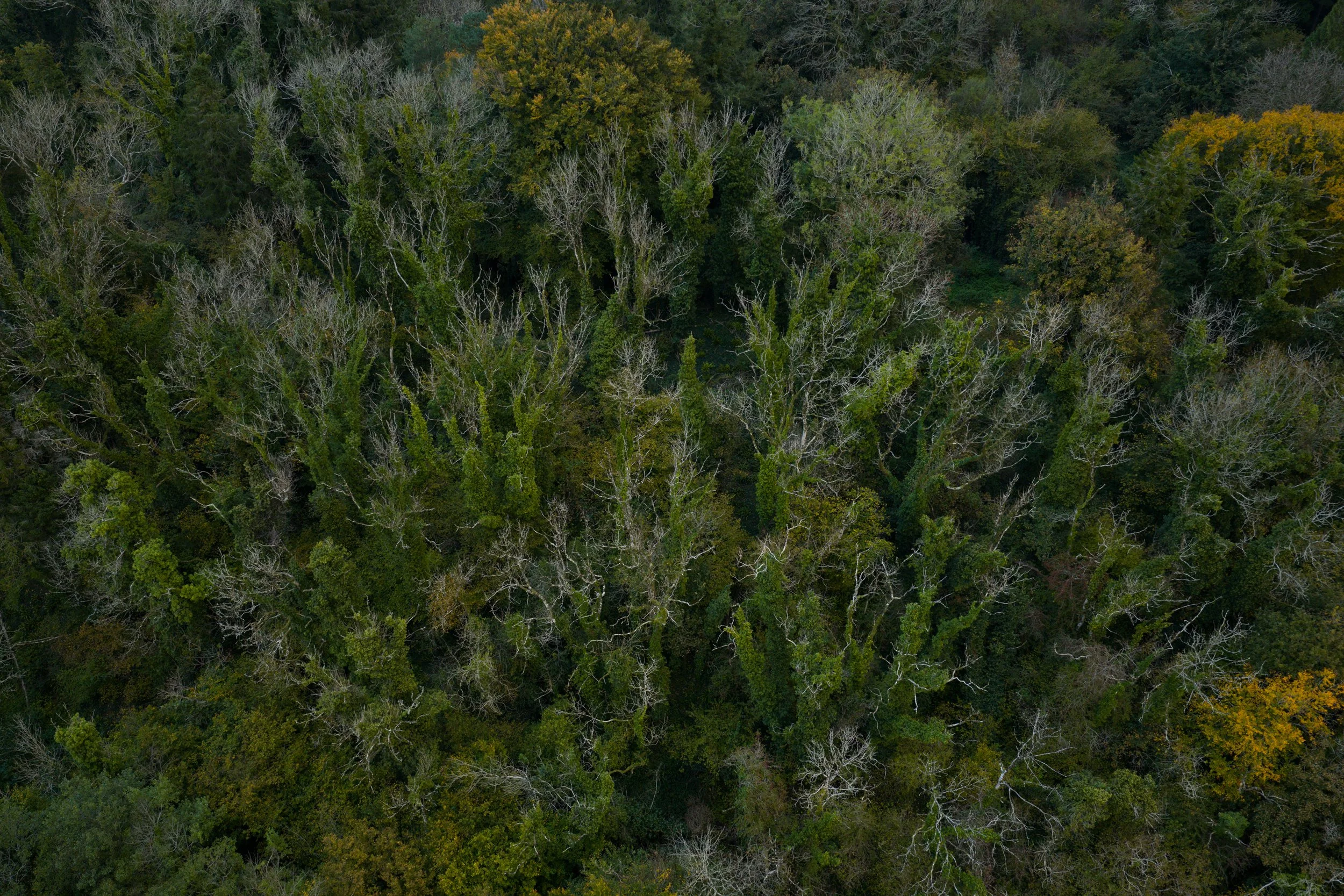 DJI_20251013080342_0305_D.jpg