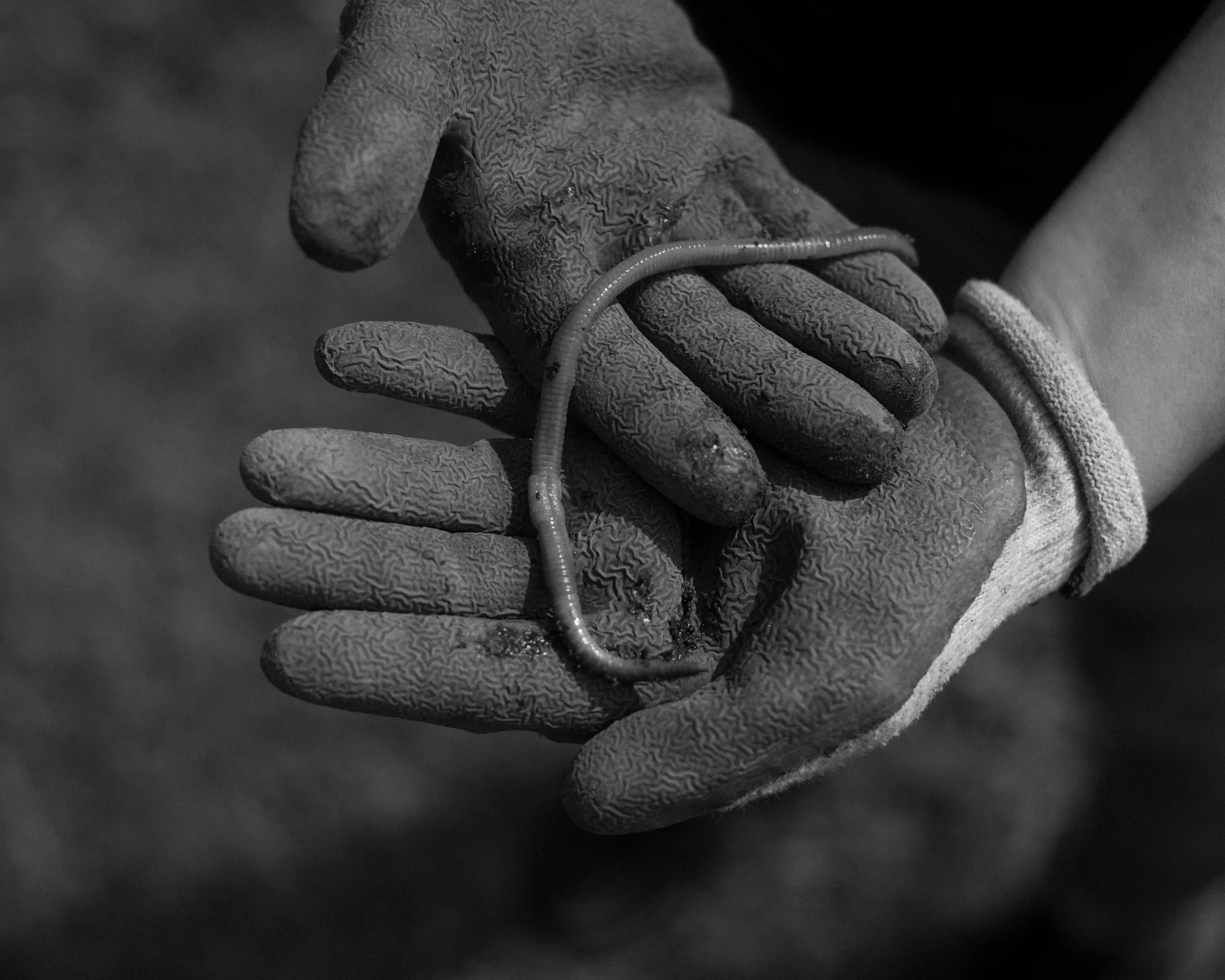 DSC_2965.jpg